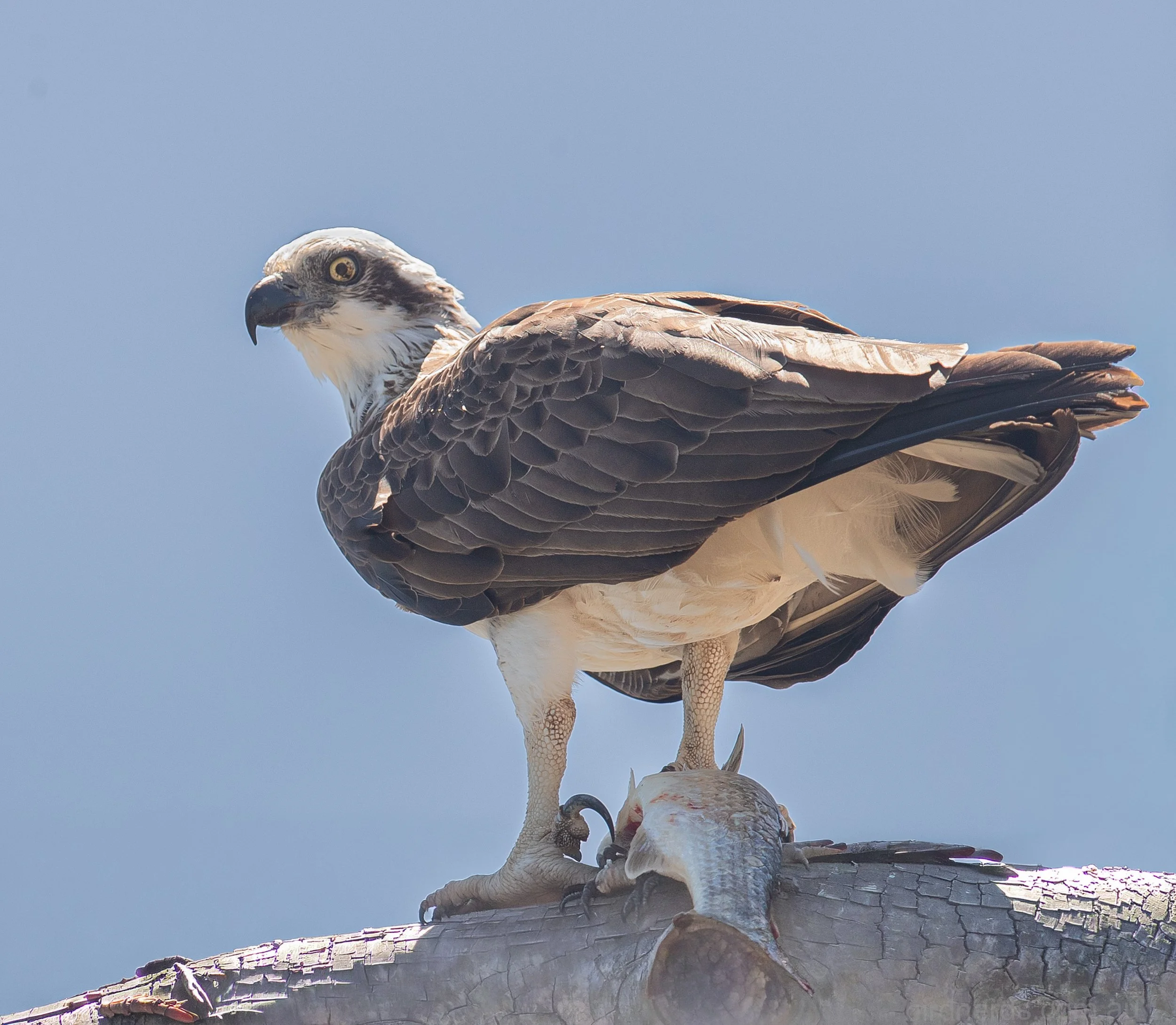 Eastern Osprey, Gold Coast, Qld
