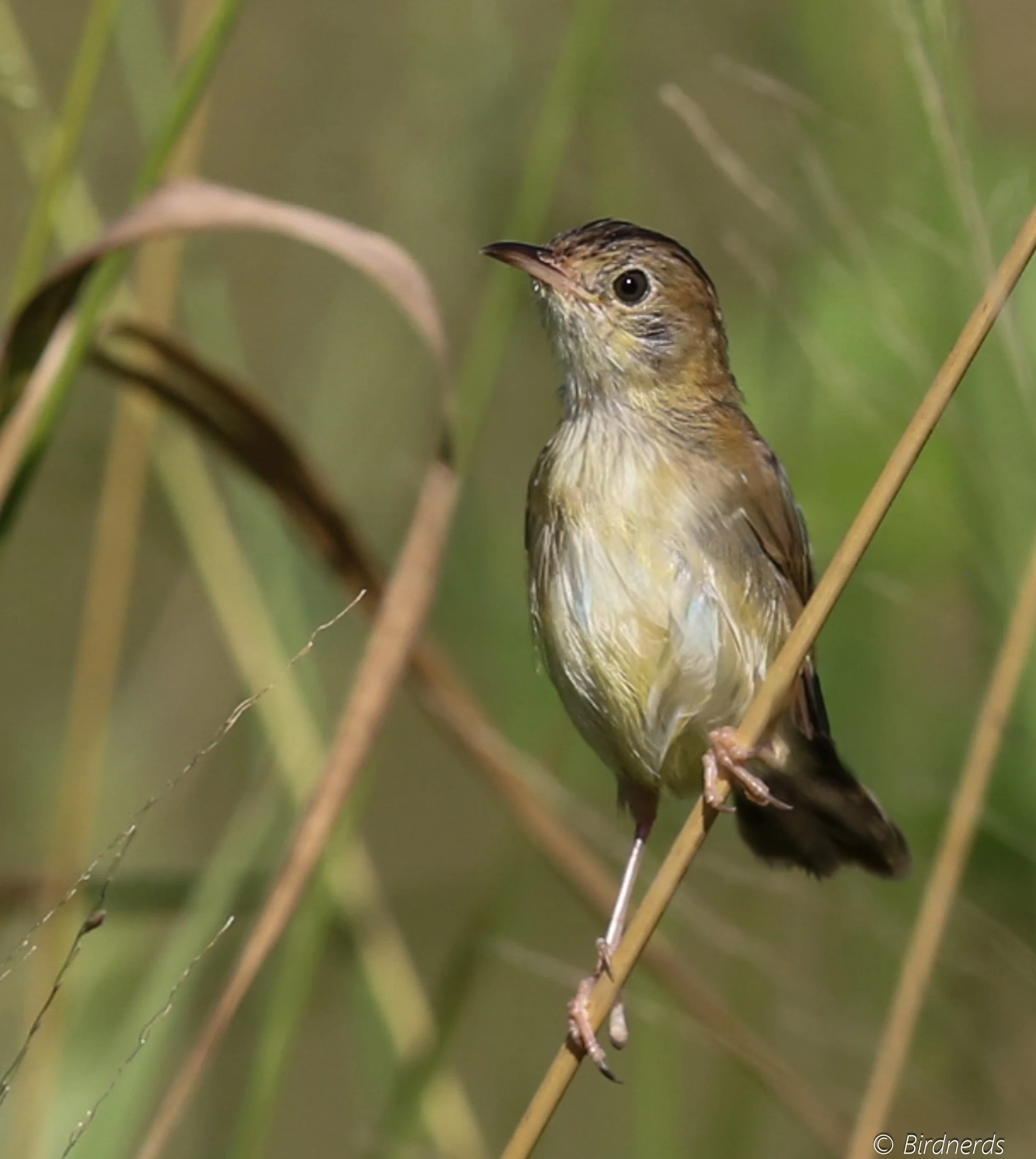 Golden-headed Cisticola. Fox Bar Falls, Qld