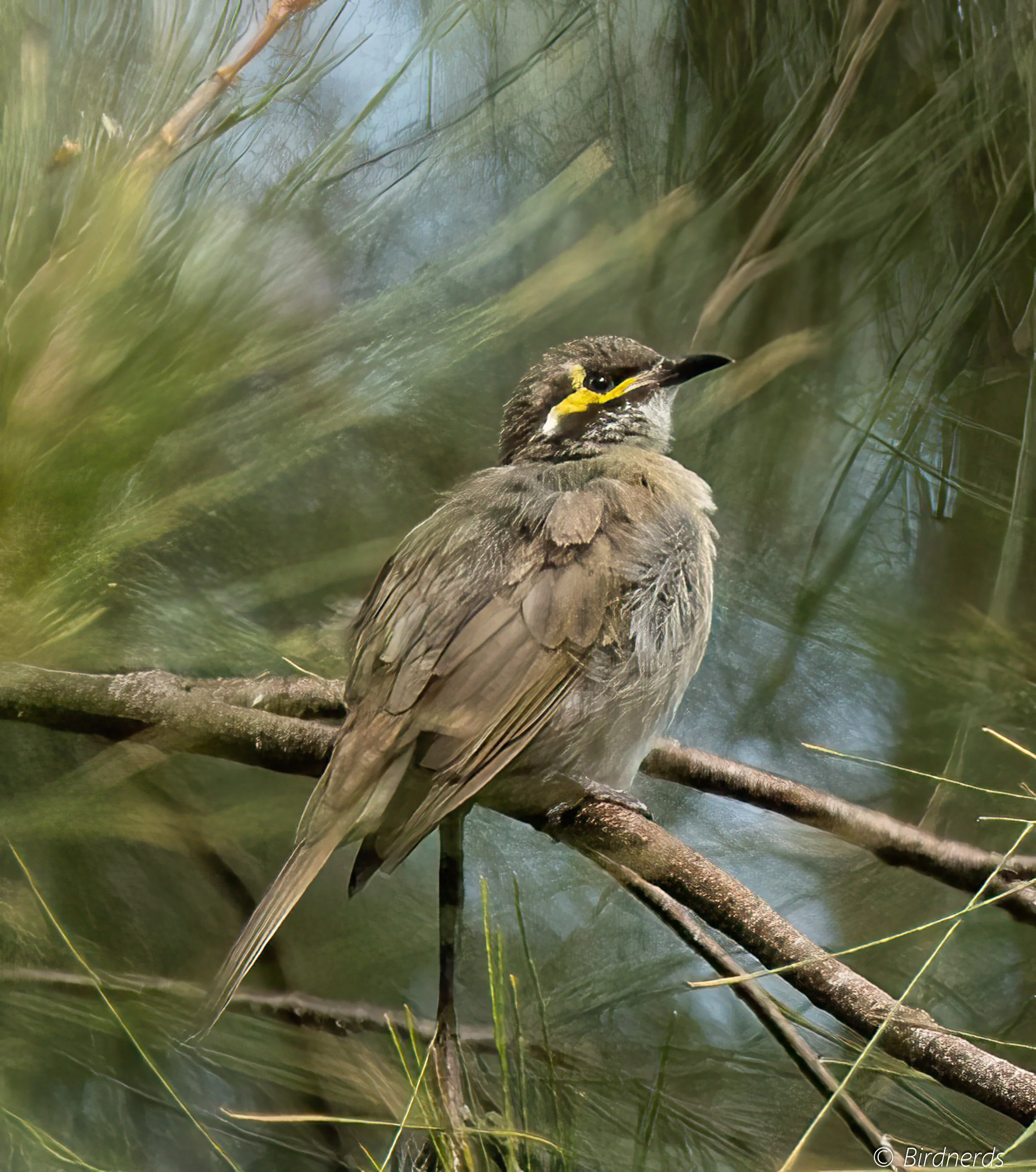 Yellow-faced Honeyeater, Mindoo, Qld