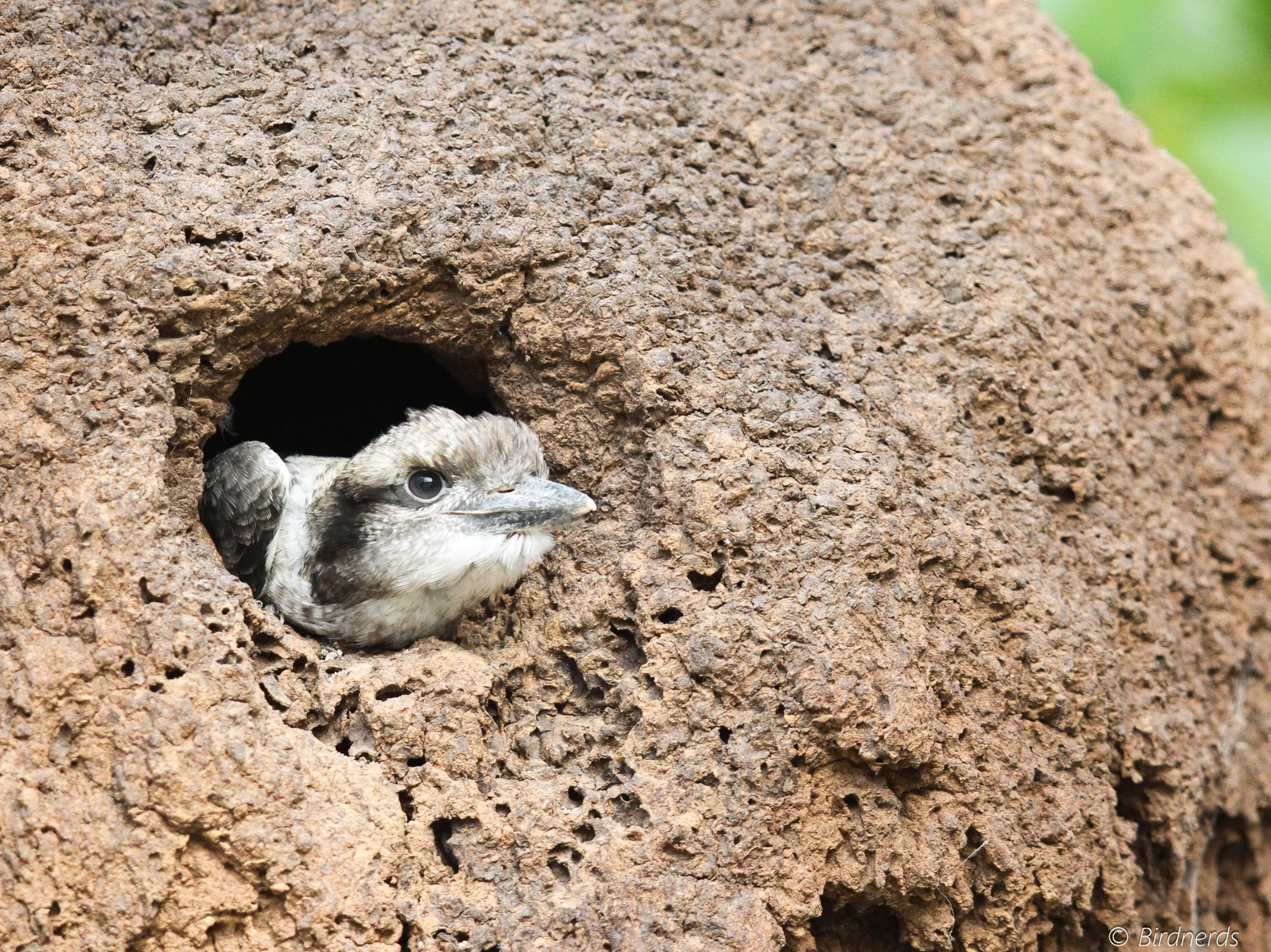 Laughing Kookaburra fledgling. Tanah Merah, Qld