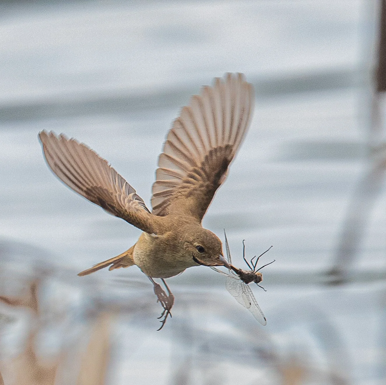 Reed Warbler. Fox Bar Falls, Qld