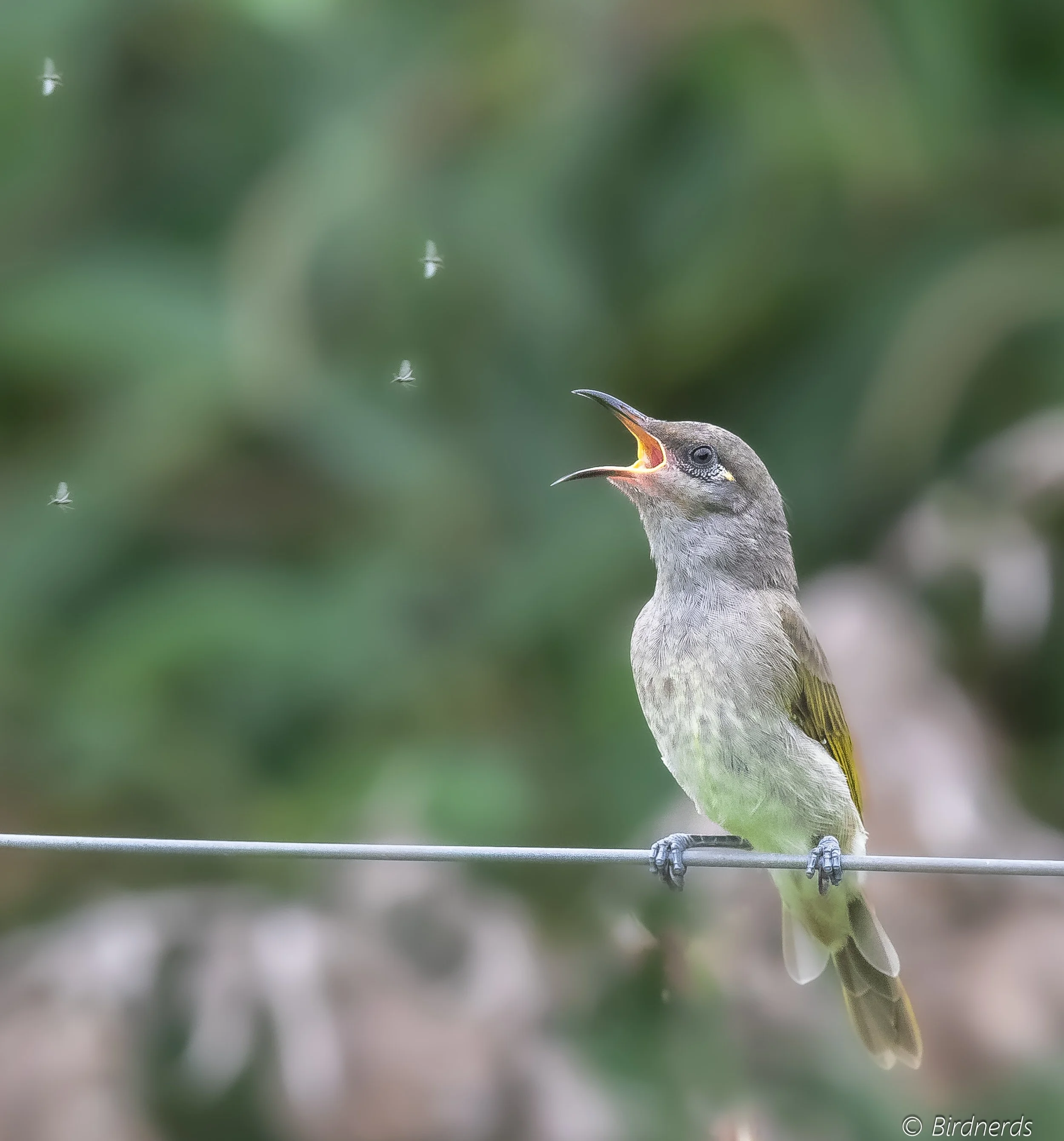Brown Honeyeater. Oxley Common, Qld.