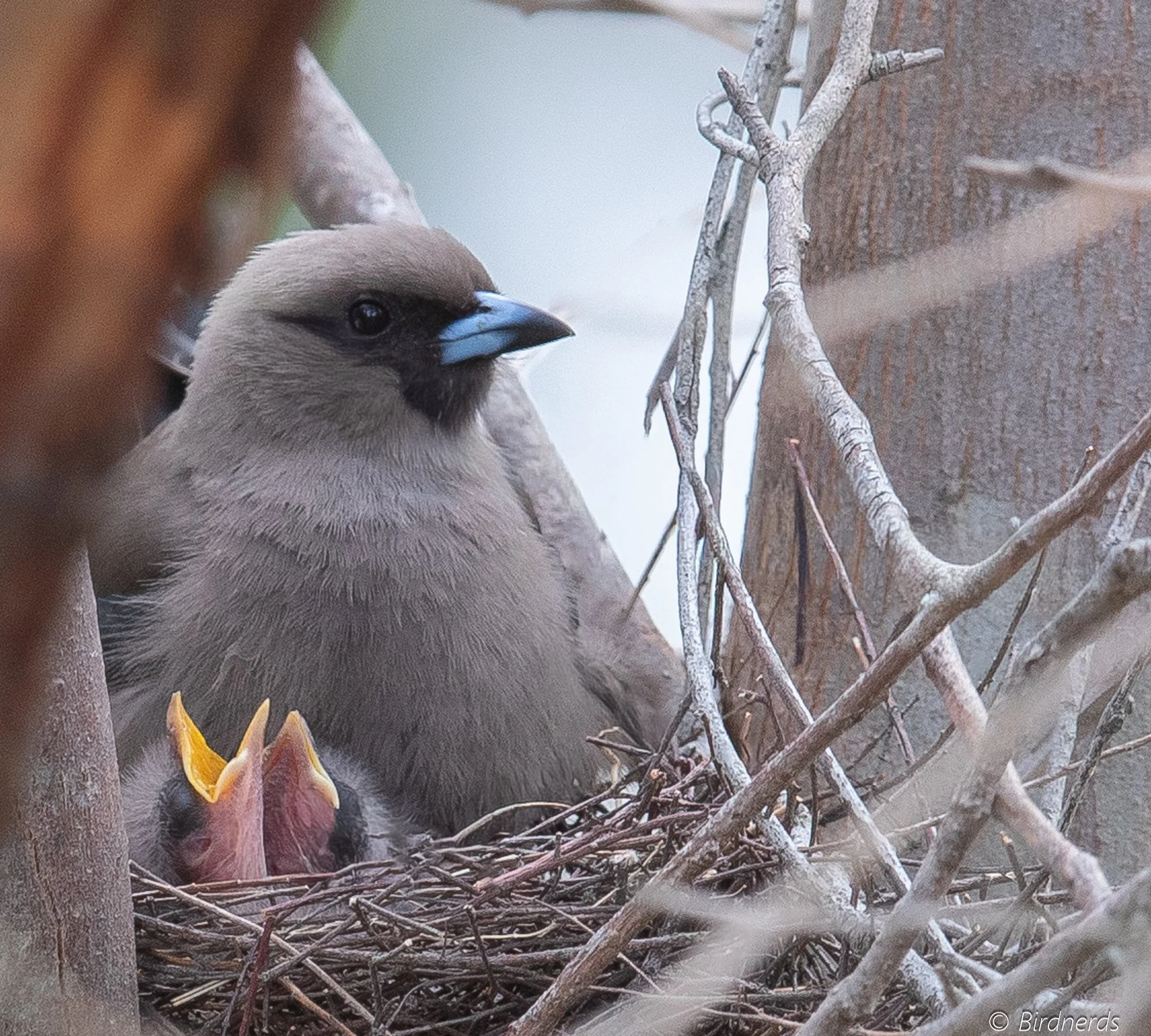 Black-faced Wood Swallow nest: Foxbar Falls, Qld