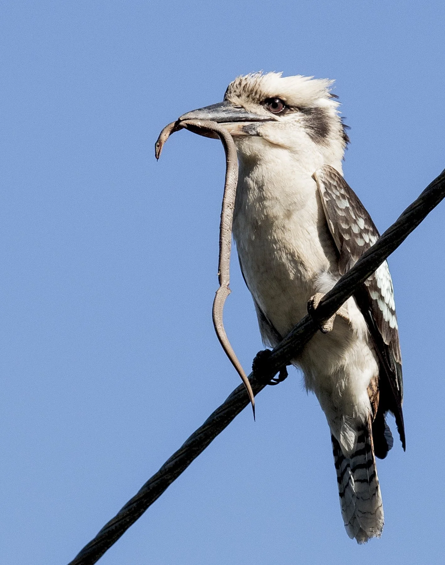 Laughing Kookaburra with legless lizard. Tanah Merah, Qld