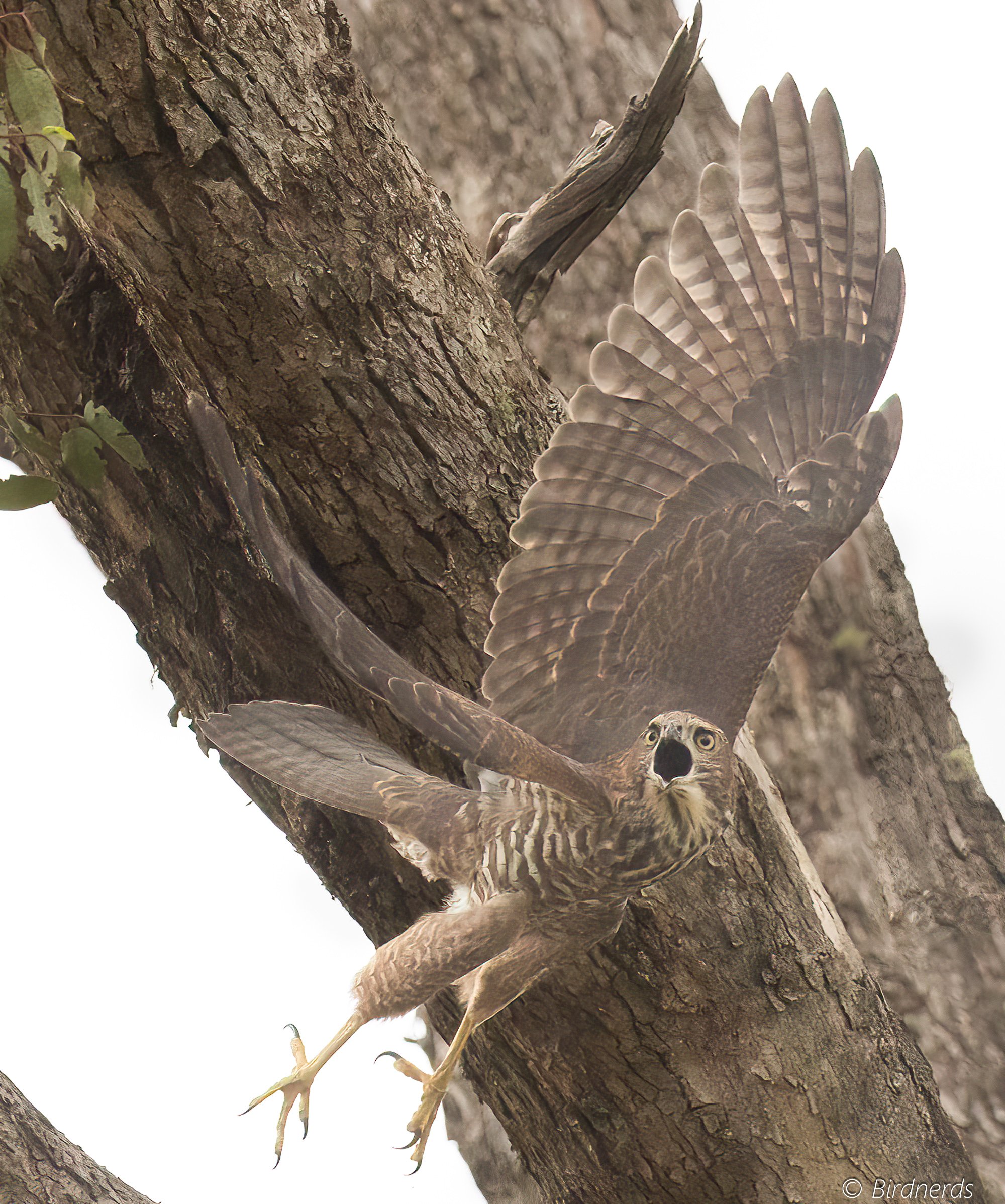 Collared Sparrow Hawk, Mindoo, Qld.