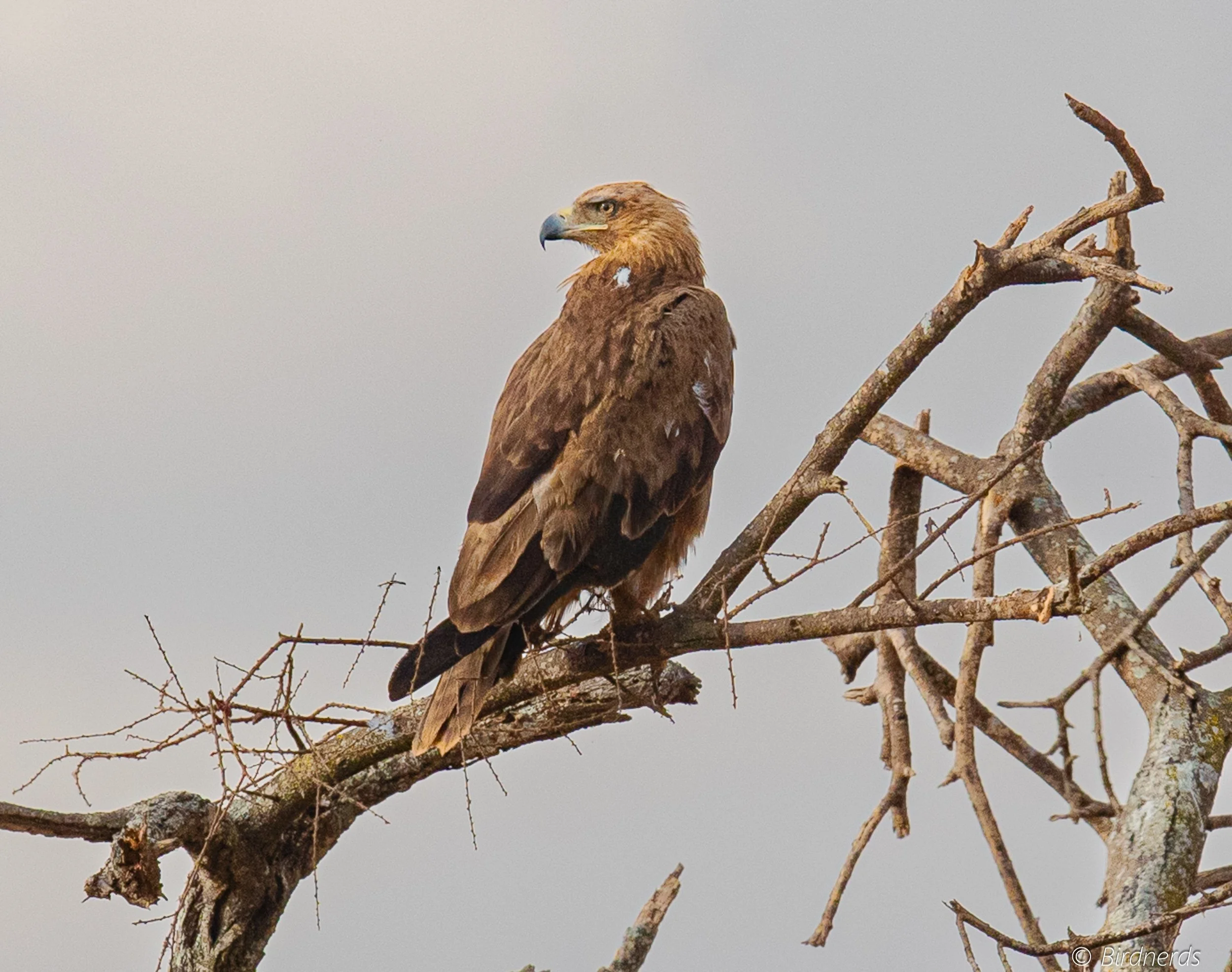 Tawny Eagle, E.Africa