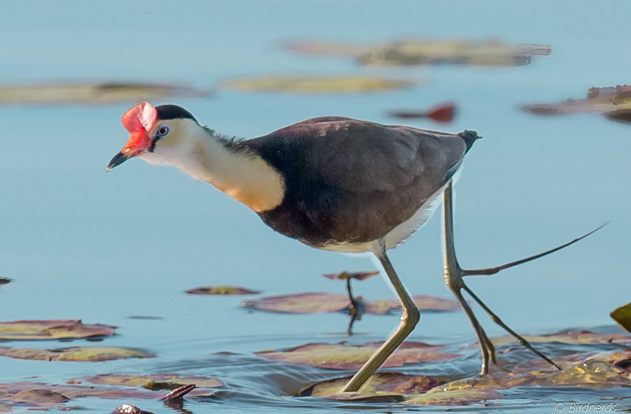 Comb-crested Jacana. Tygum Lagoon, Waterford. Qld