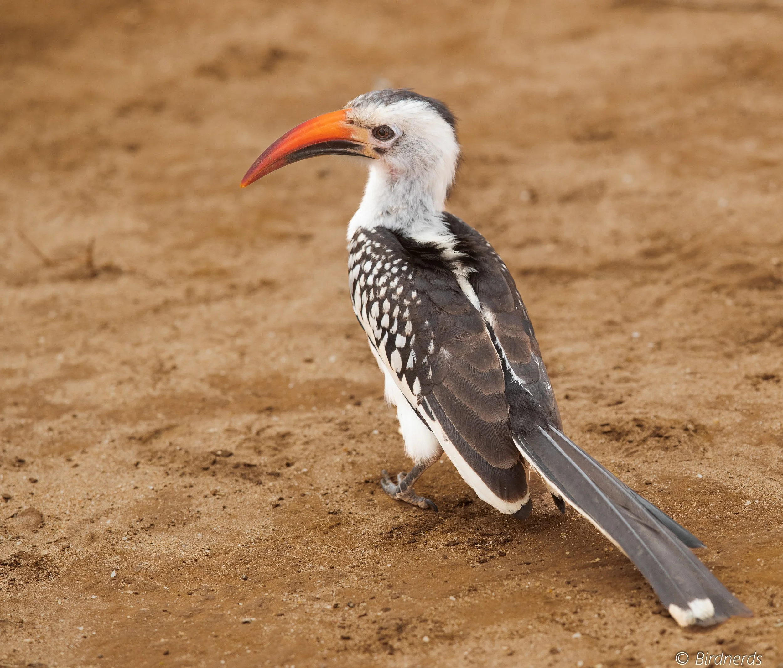 Western Red-billed Hornbill, E.Africa