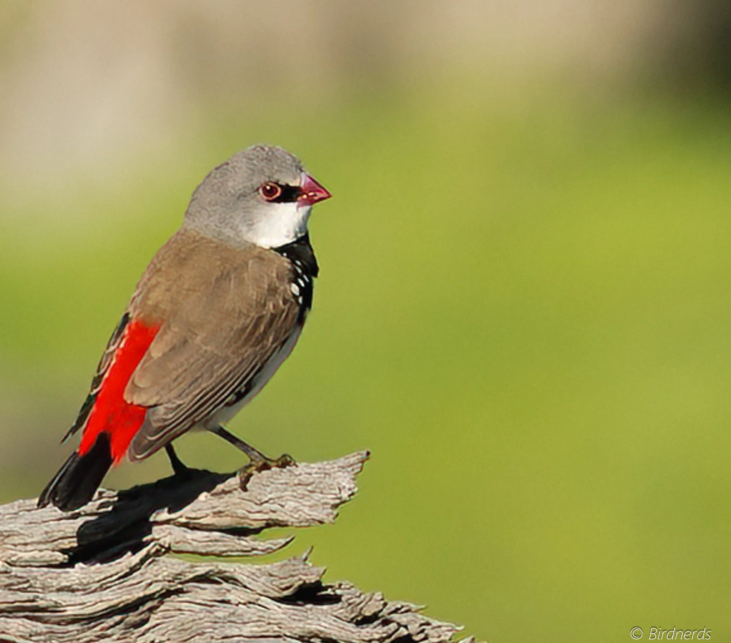 Diamond fire-tail. Johnstones, Qld