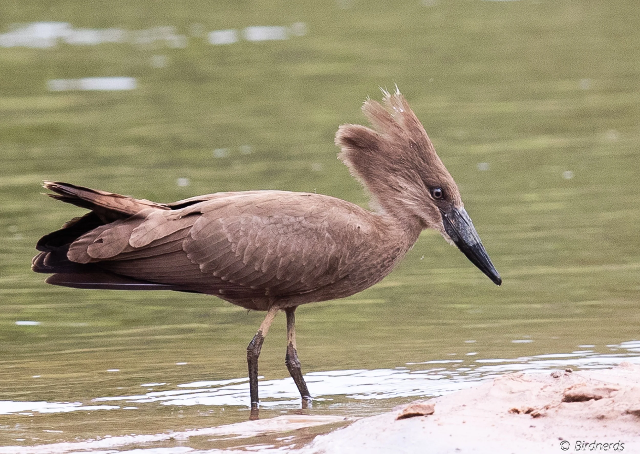 Hamerkop, E.Africa