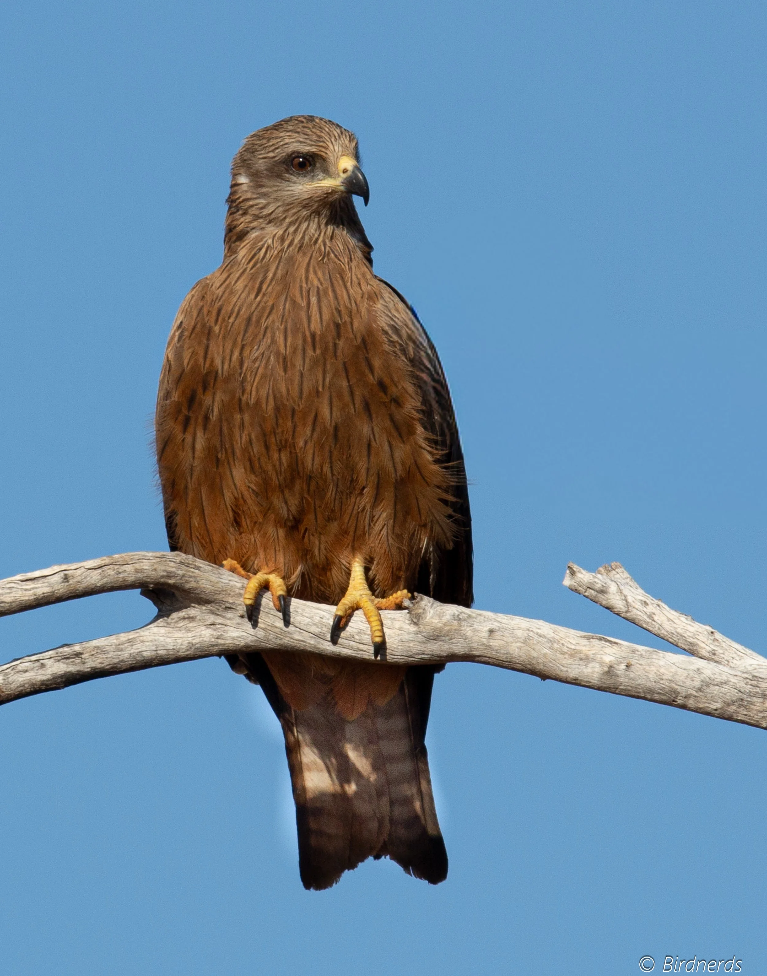 Black Kite, Simpson Desert.