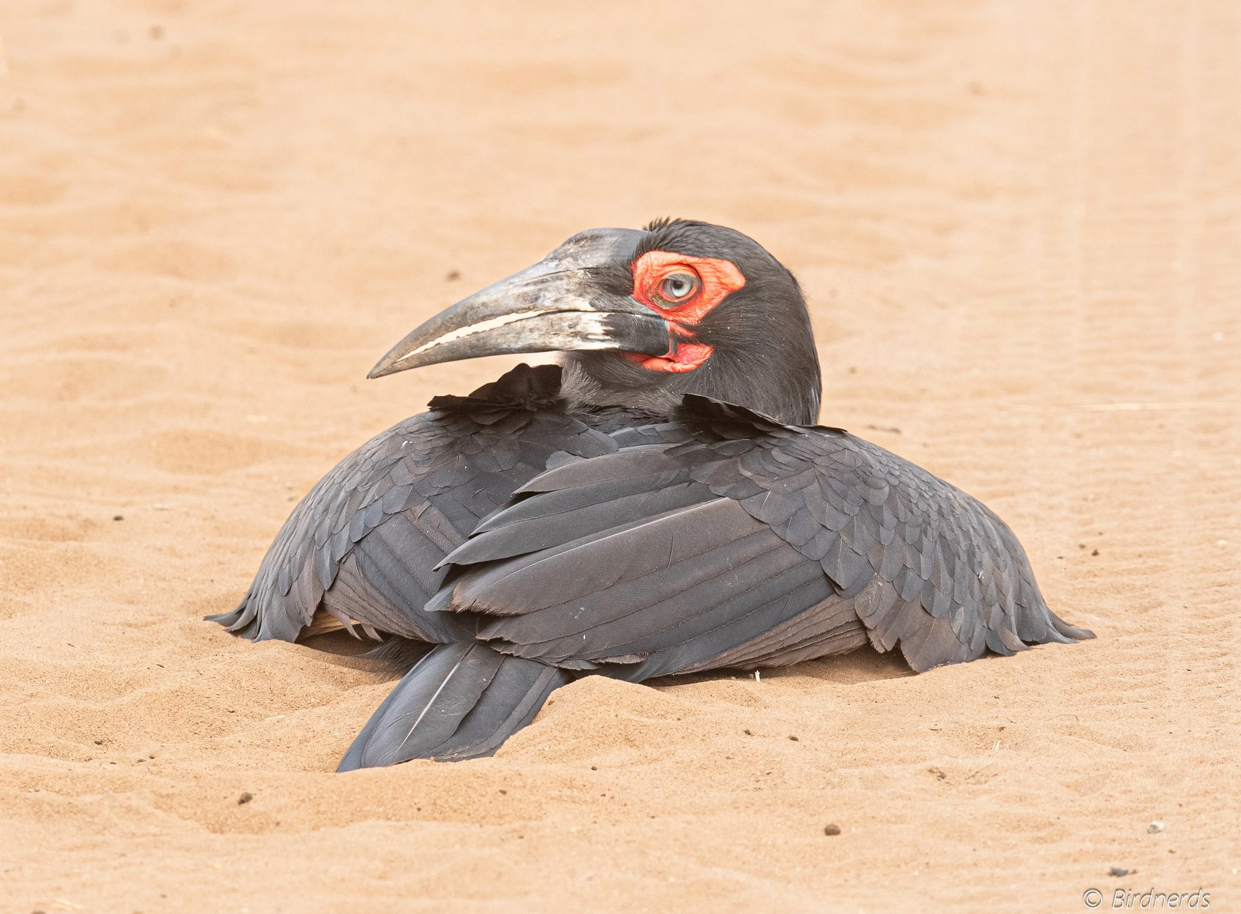Southern Ground Hornbill, E.Africa