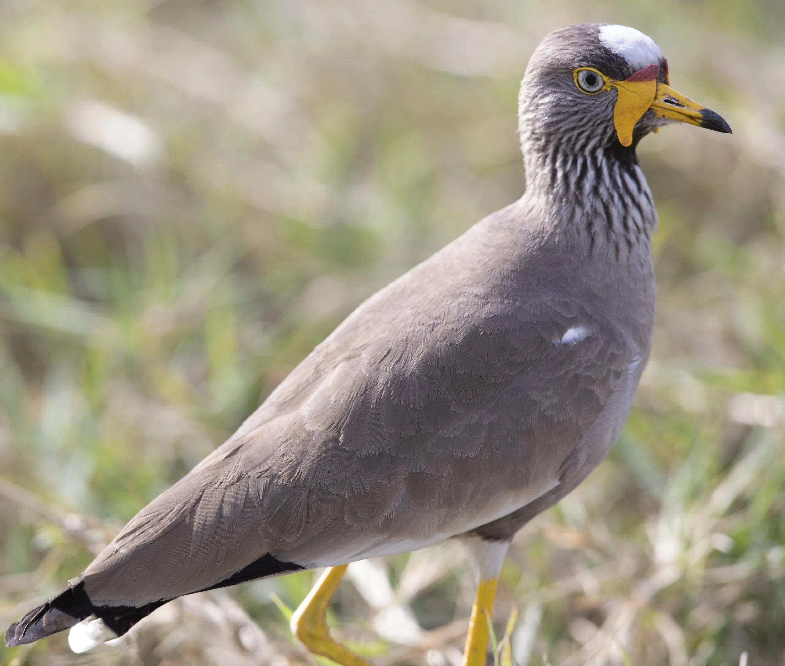 Wattled Lapwing. Serengeti, E. Africa