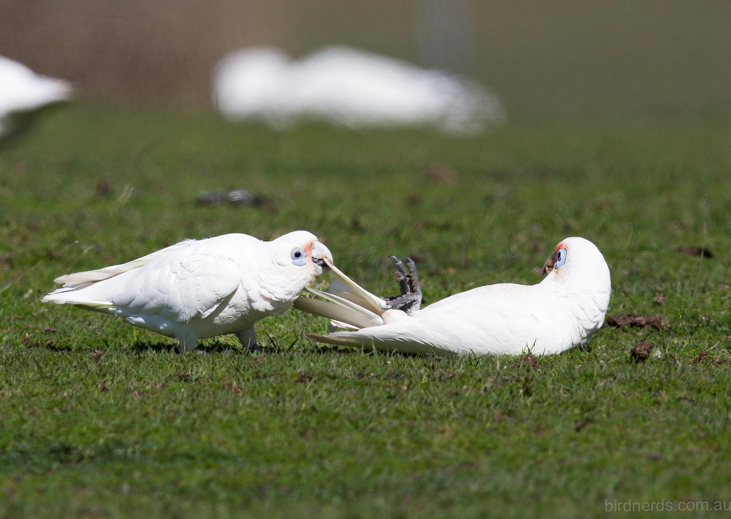 Corellas clowning around. Tygum Lagoon. Qld
