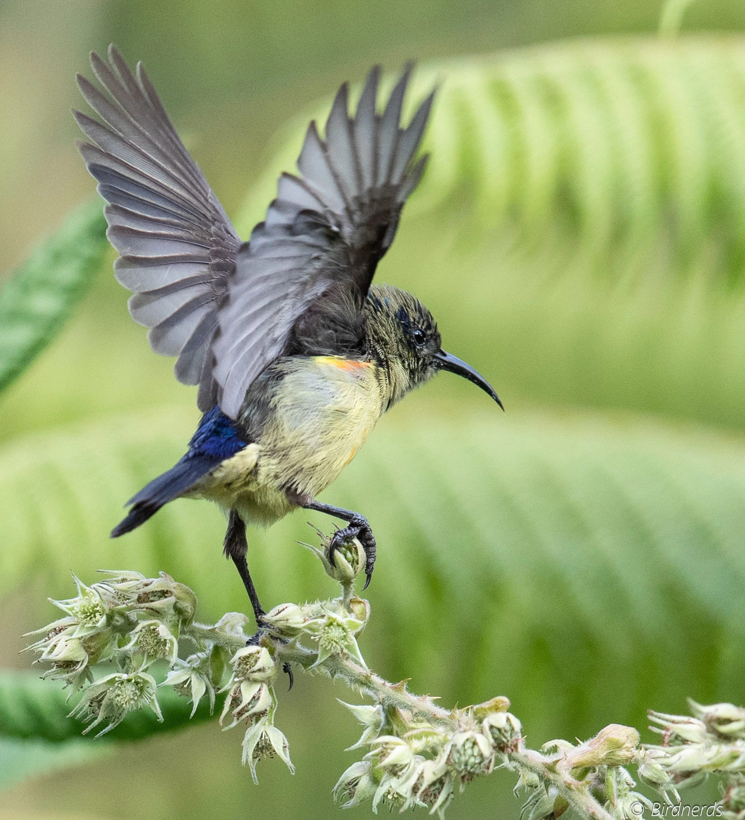 Regal Sunbird, Rwanda.