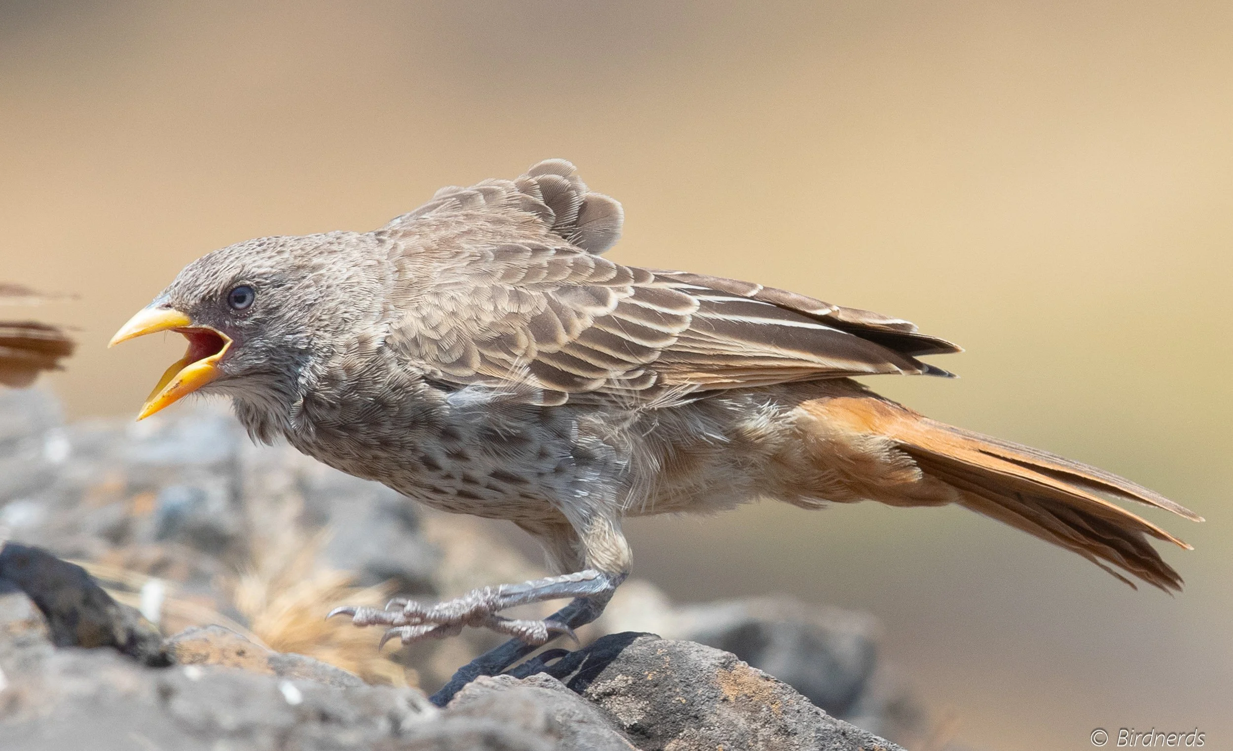 Rufous-tailed Weaver, E.Africa