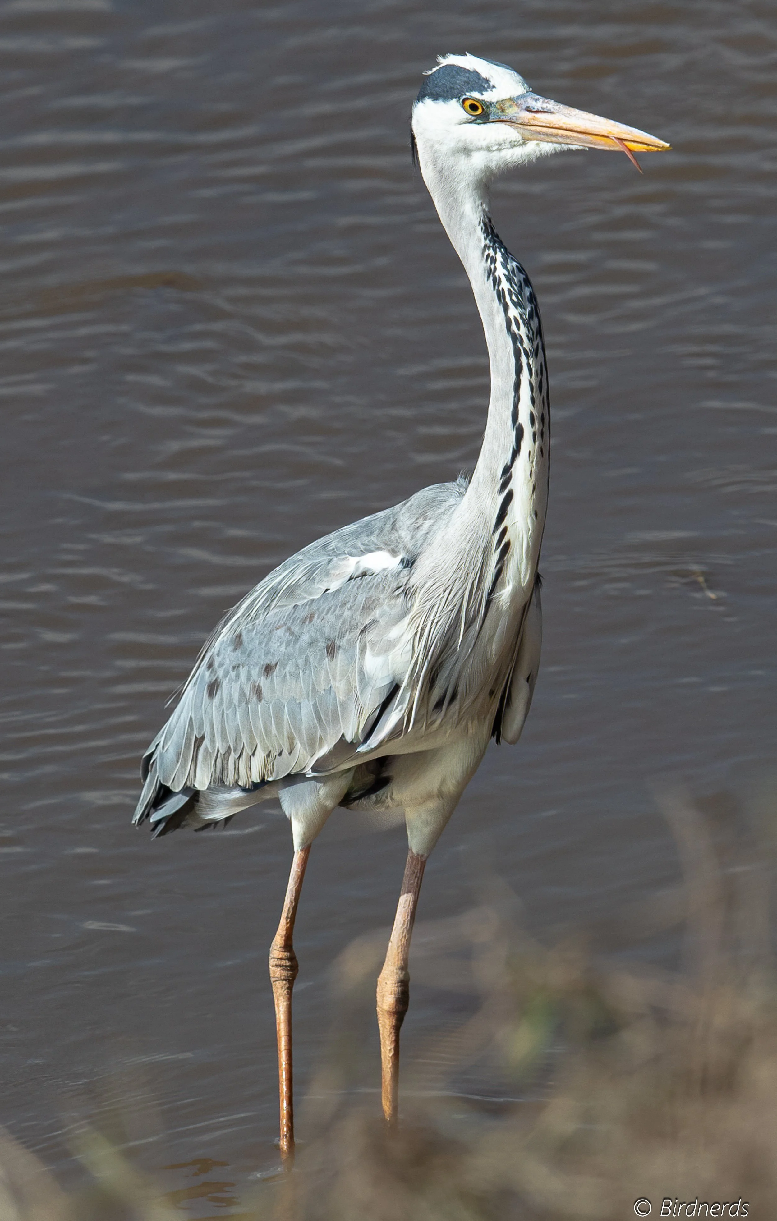 Grey-headed Heron, E.Africa