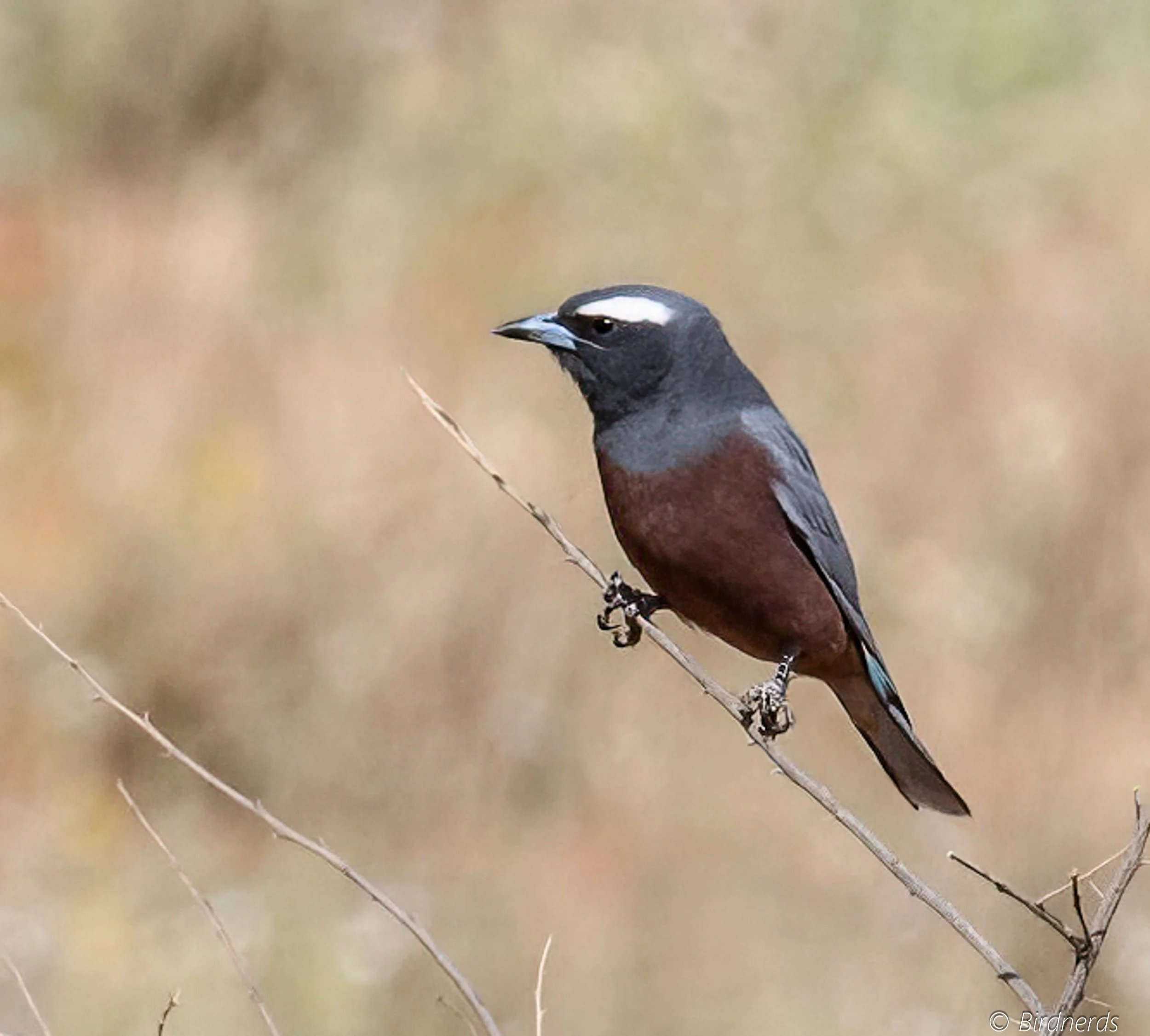 White-browed Wood Swallow. Johnstone, Qld