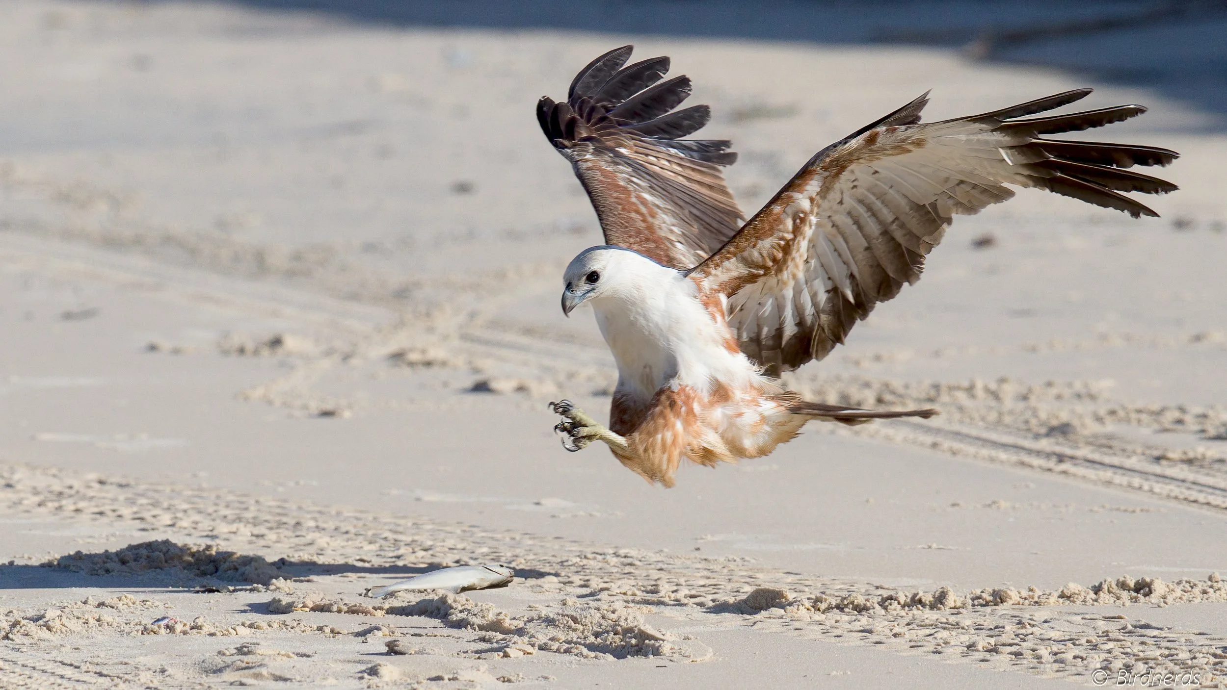 Brahmidy Kite (juv). Fraser Isl. Qld