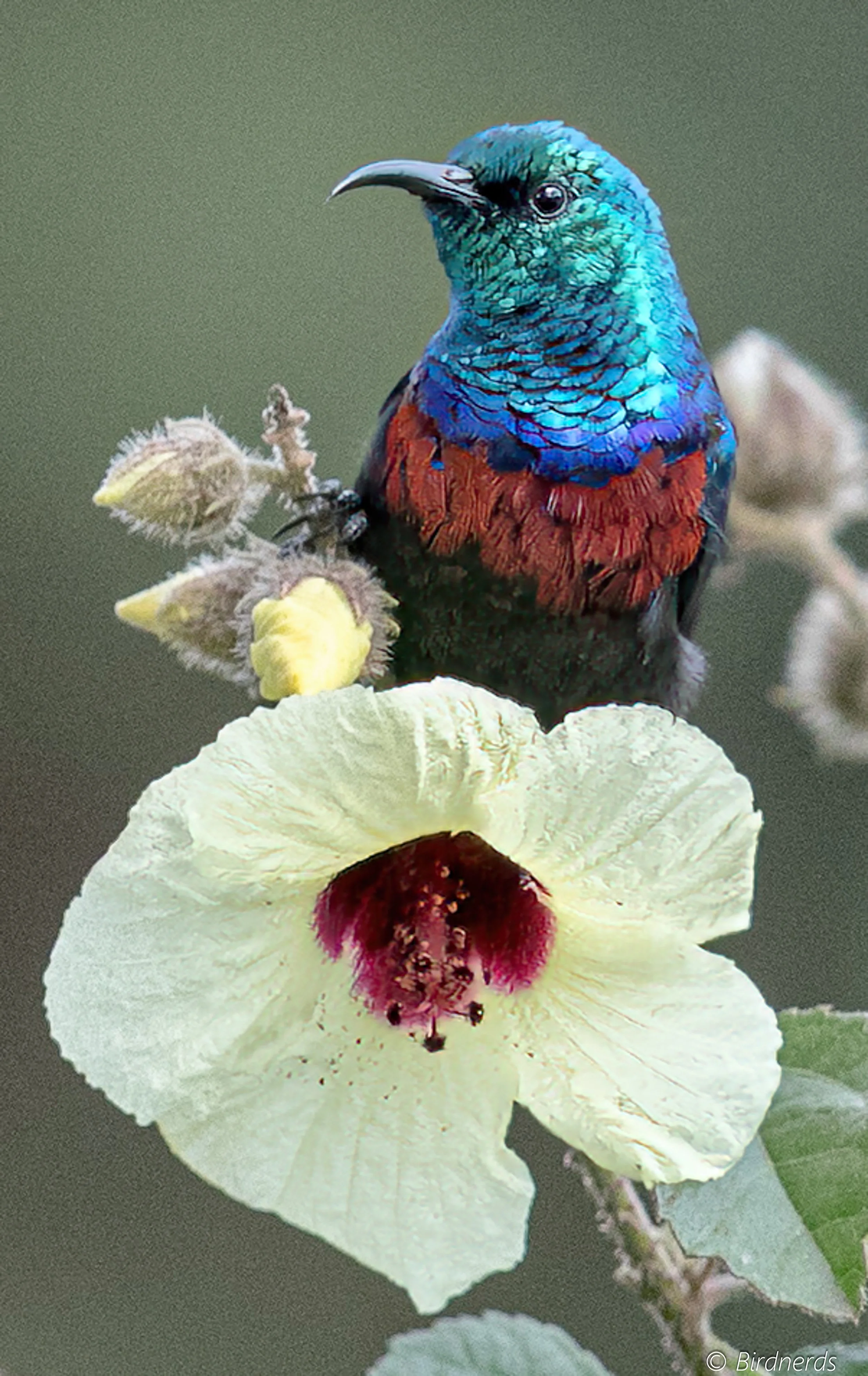 Scarlet-chested Sunbird, (M). Rwanda.