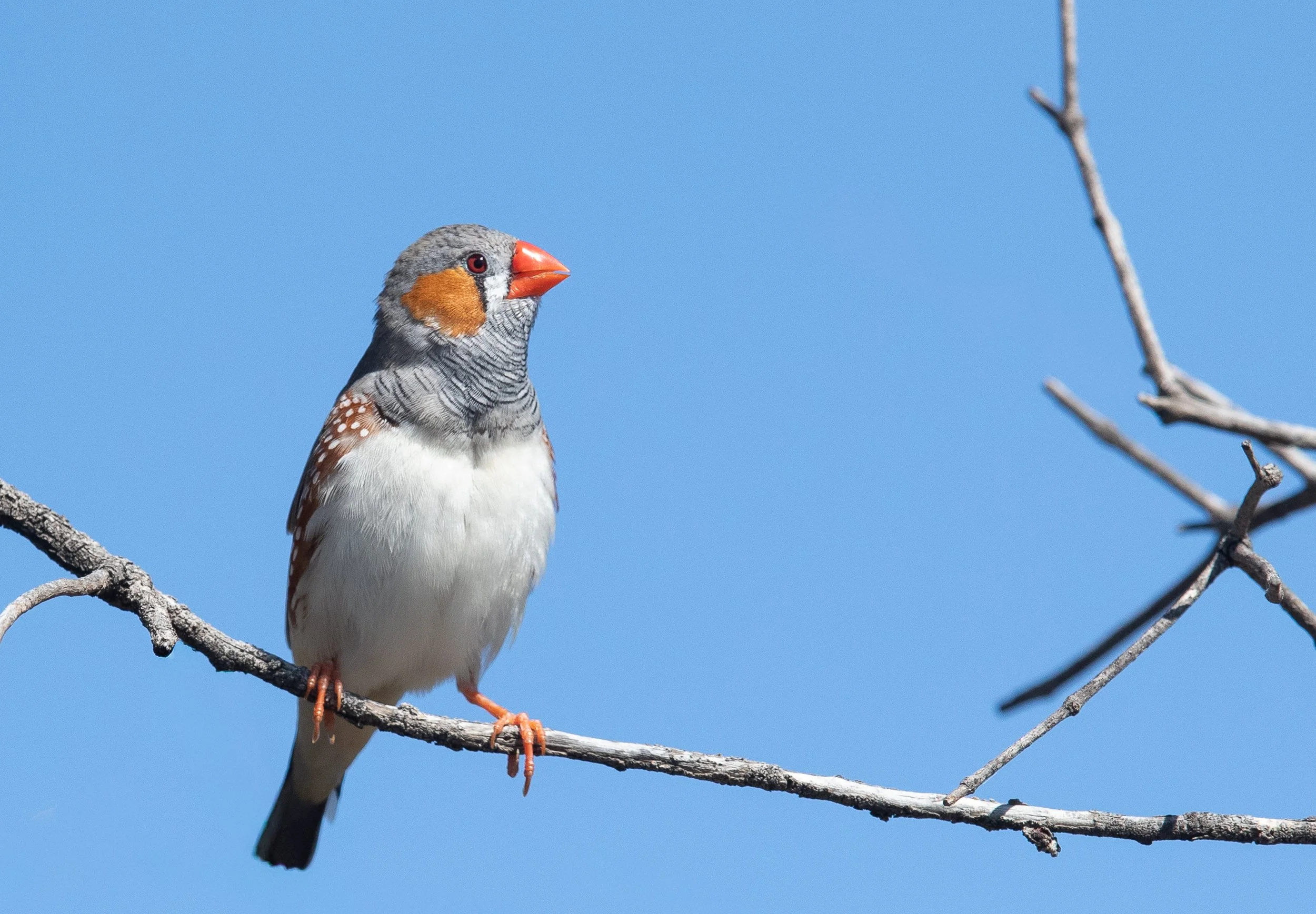 Zebra finch
