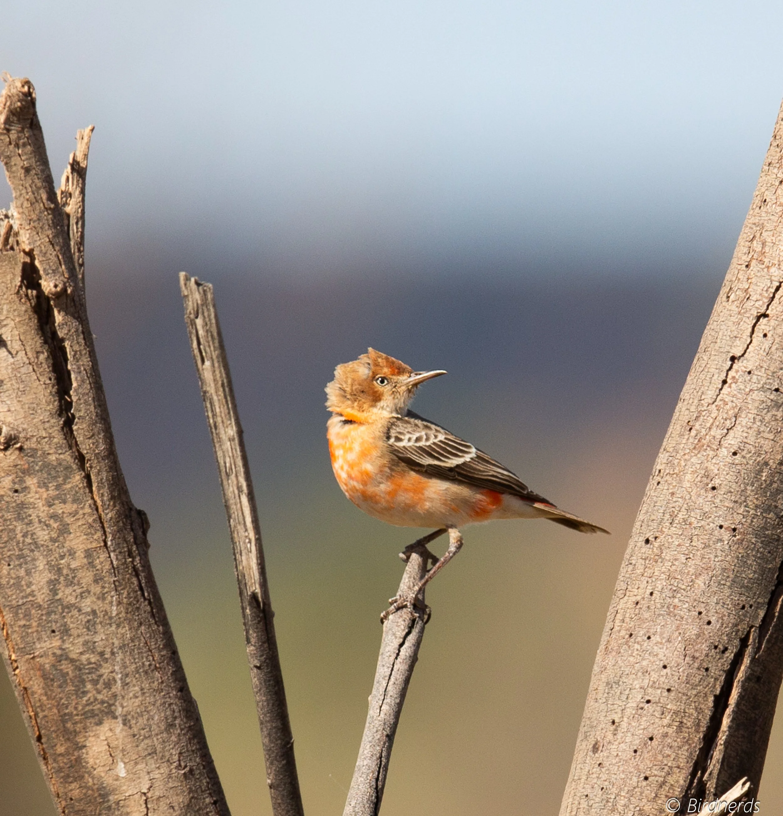 Golden Headed Cistacola. (Br) Foxbar Falls, Qld