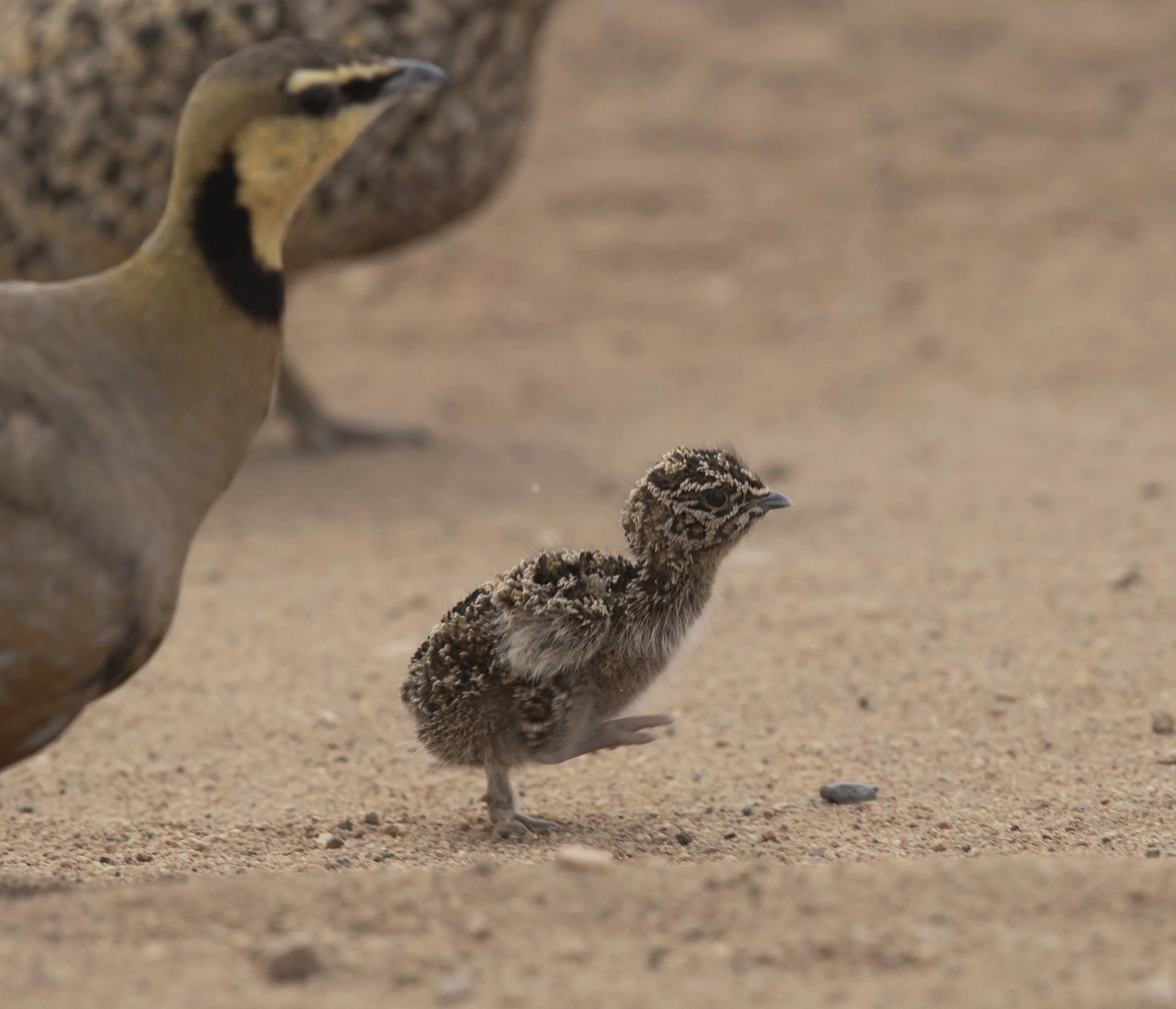 Yellow-throated Sandgrouse chick. Serengeti, E.Africa
