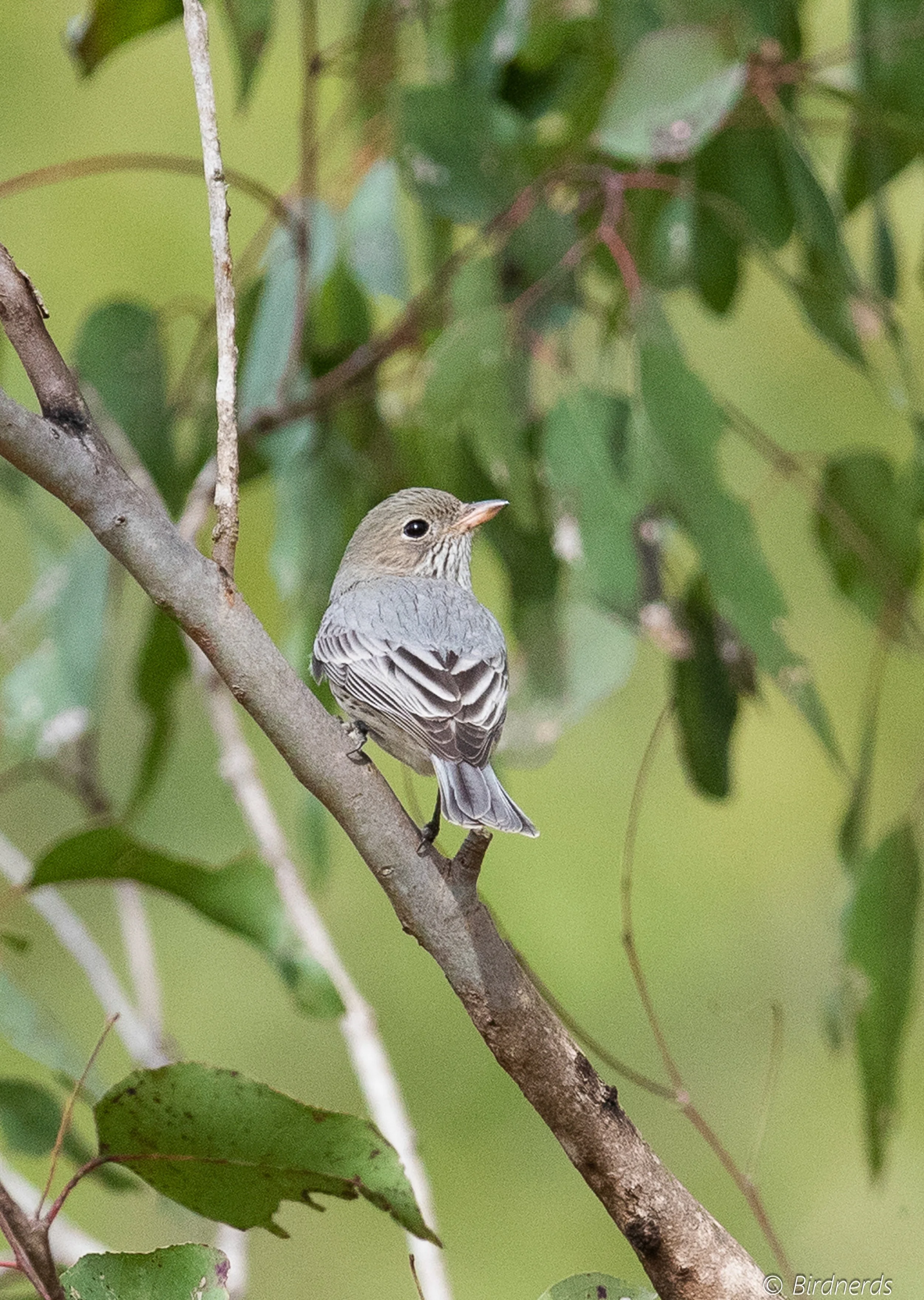 Rufous Whistler (f). Johnstone, Qld