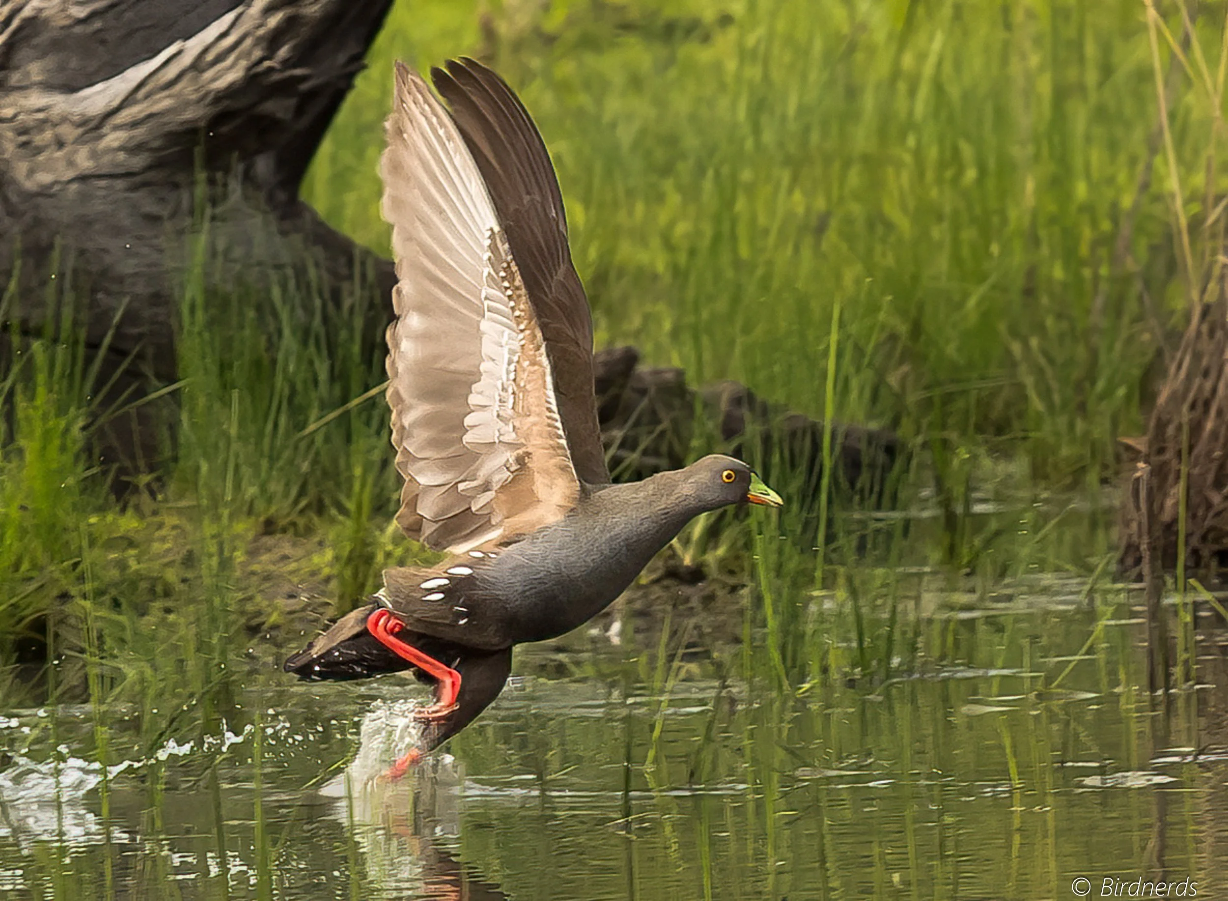 Black-tailed Native Hen: Johnstone, Qld