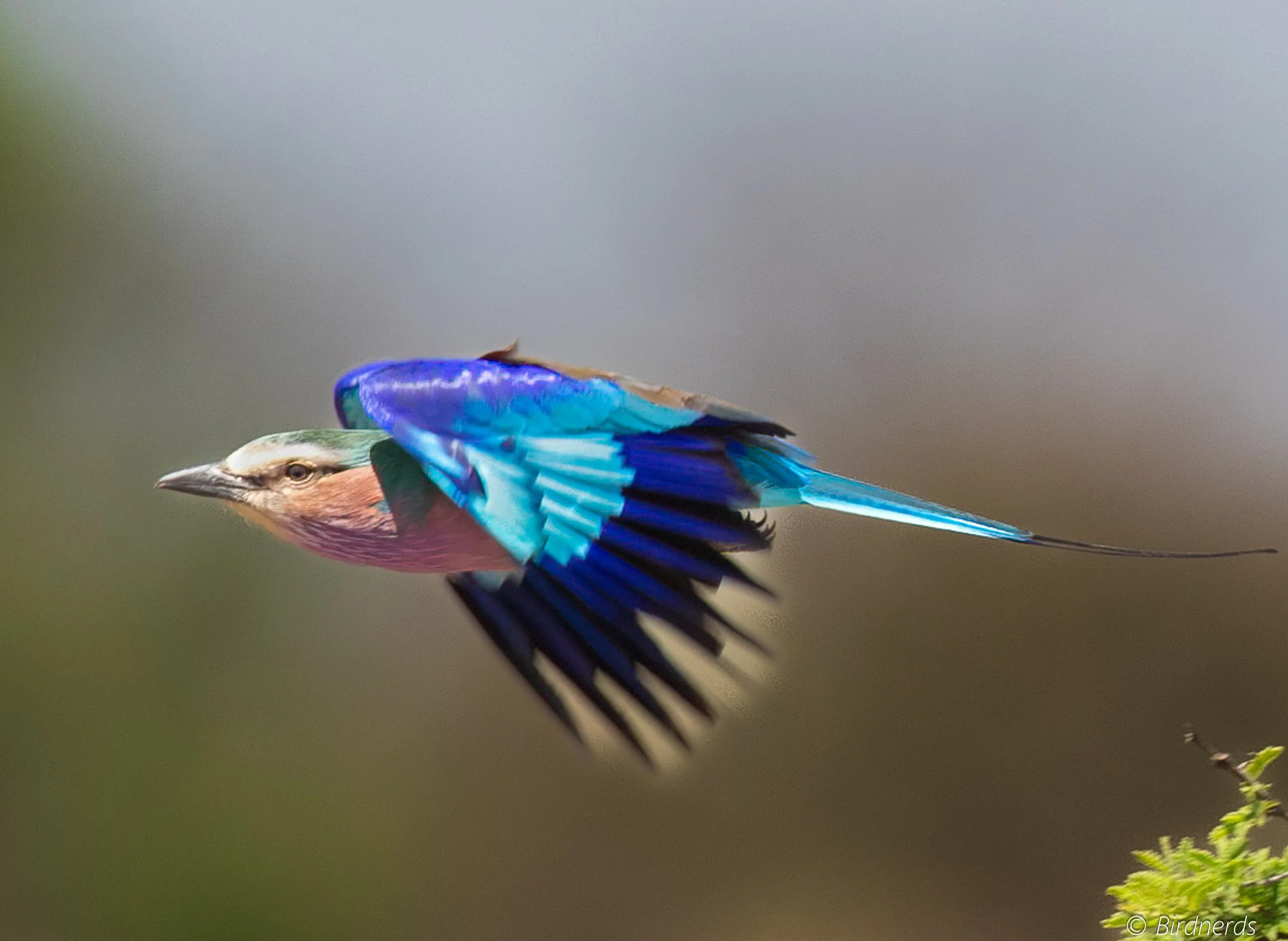 Lilac-breasted Roller Bird, E.Africa