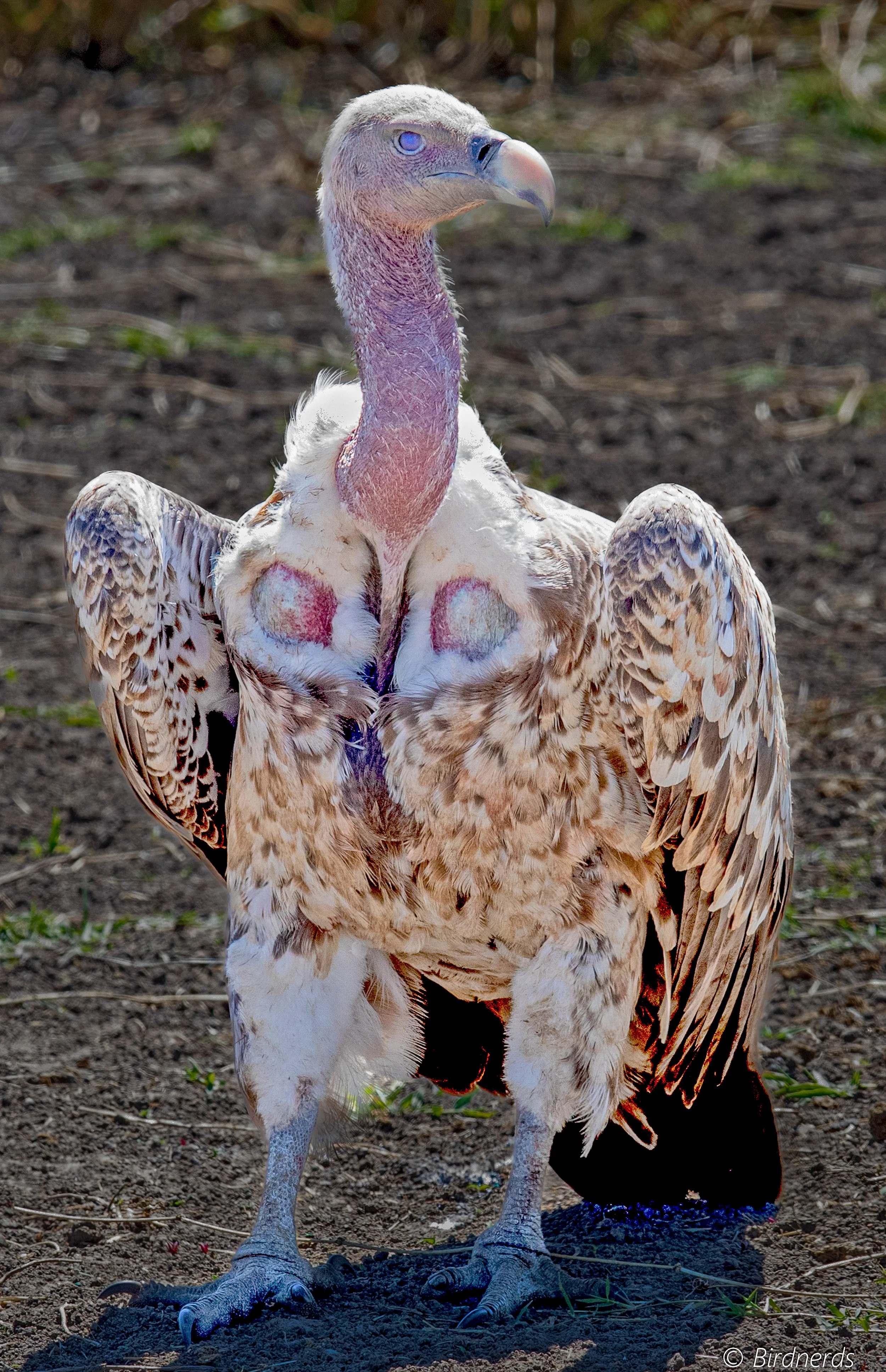 Ruppells Griffin Vulture, E.Africa