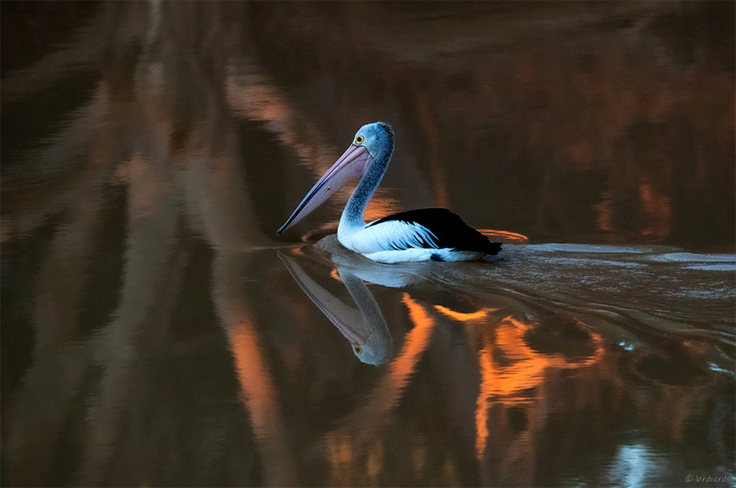 Pelican. Sunset Cooper Creek, Qld. 