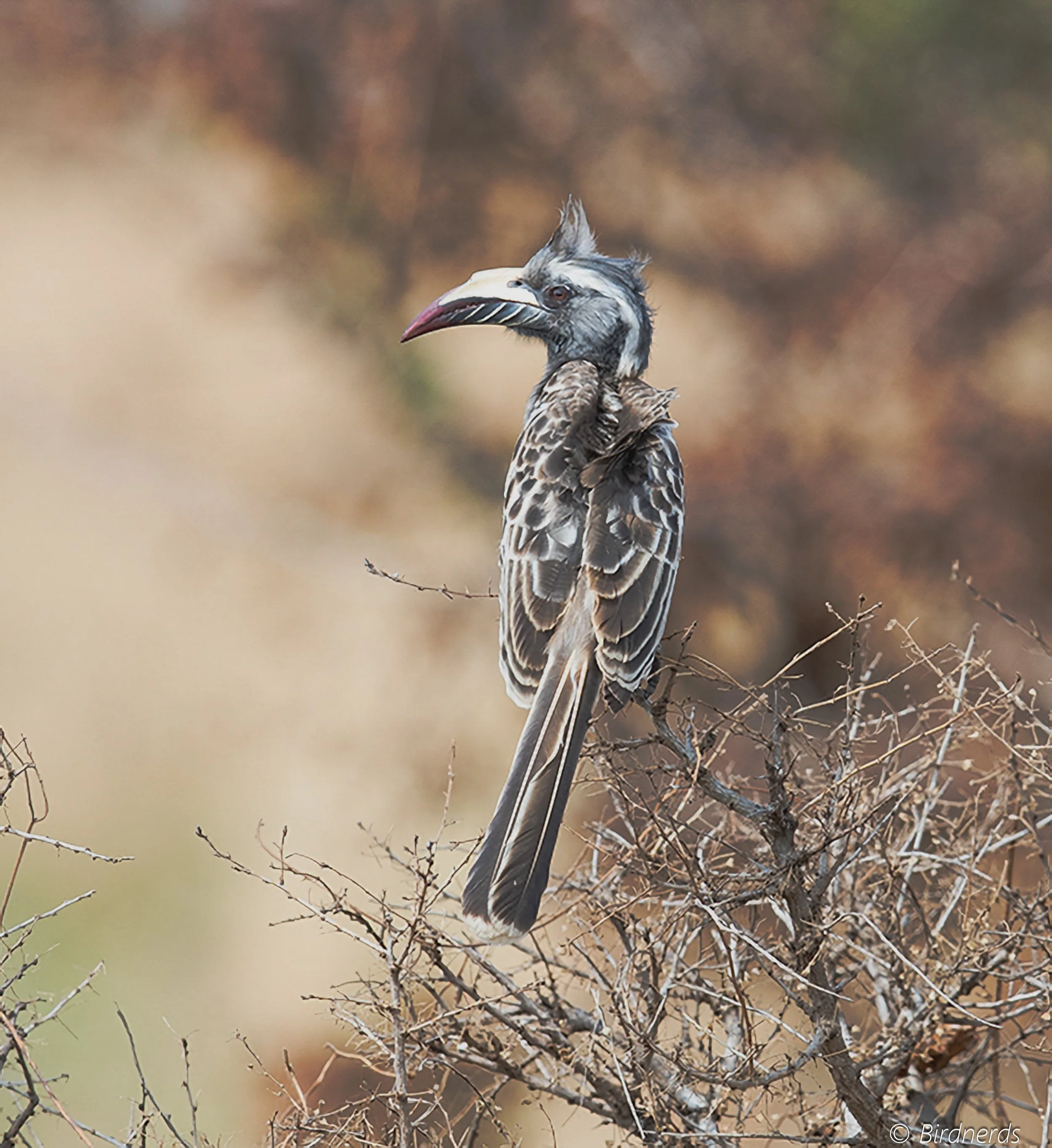 African Grey Hornbill, E.Africa