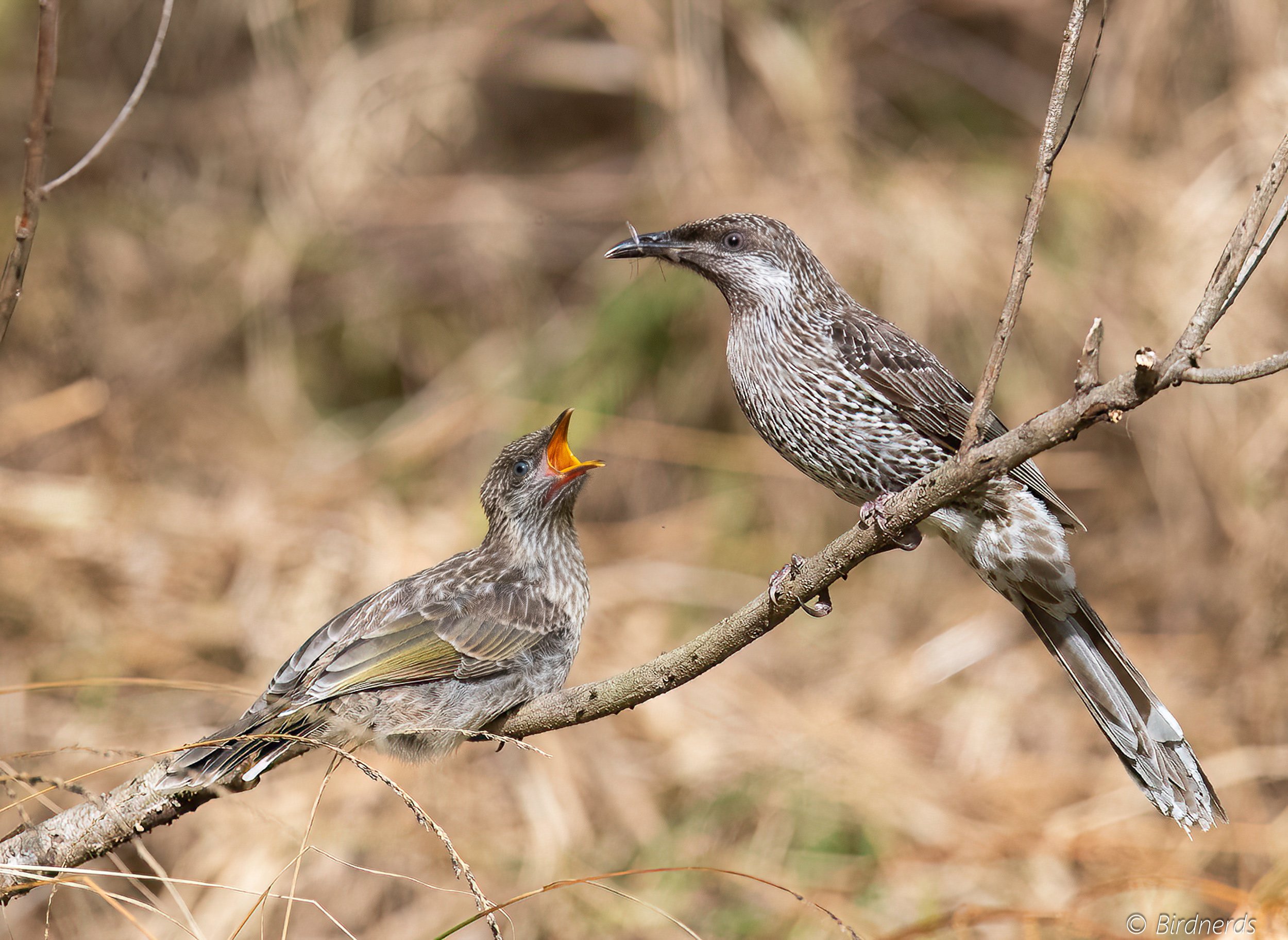 Little Wattle-bird. Moonee Beach, NSW. 