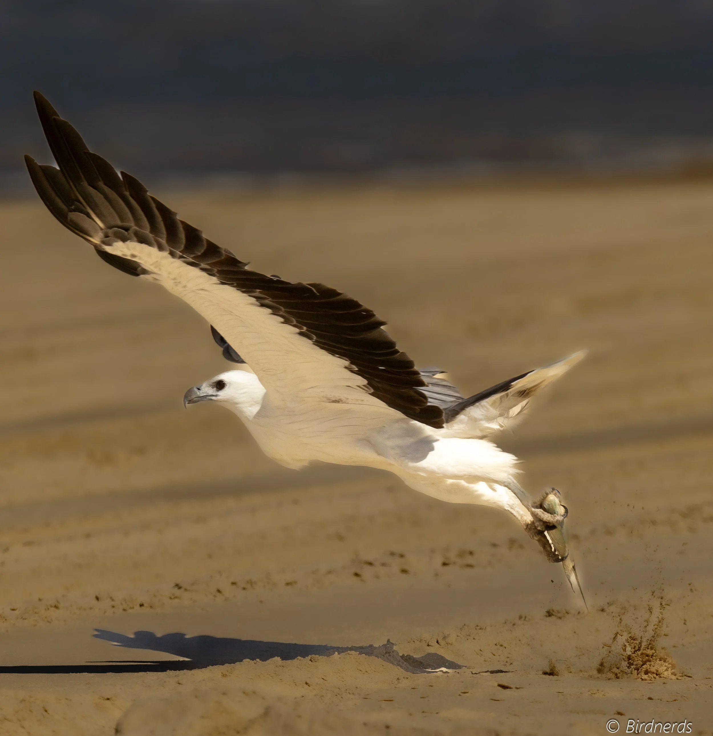 White-bellied Sea Eagle, Moreton Isl. Qld