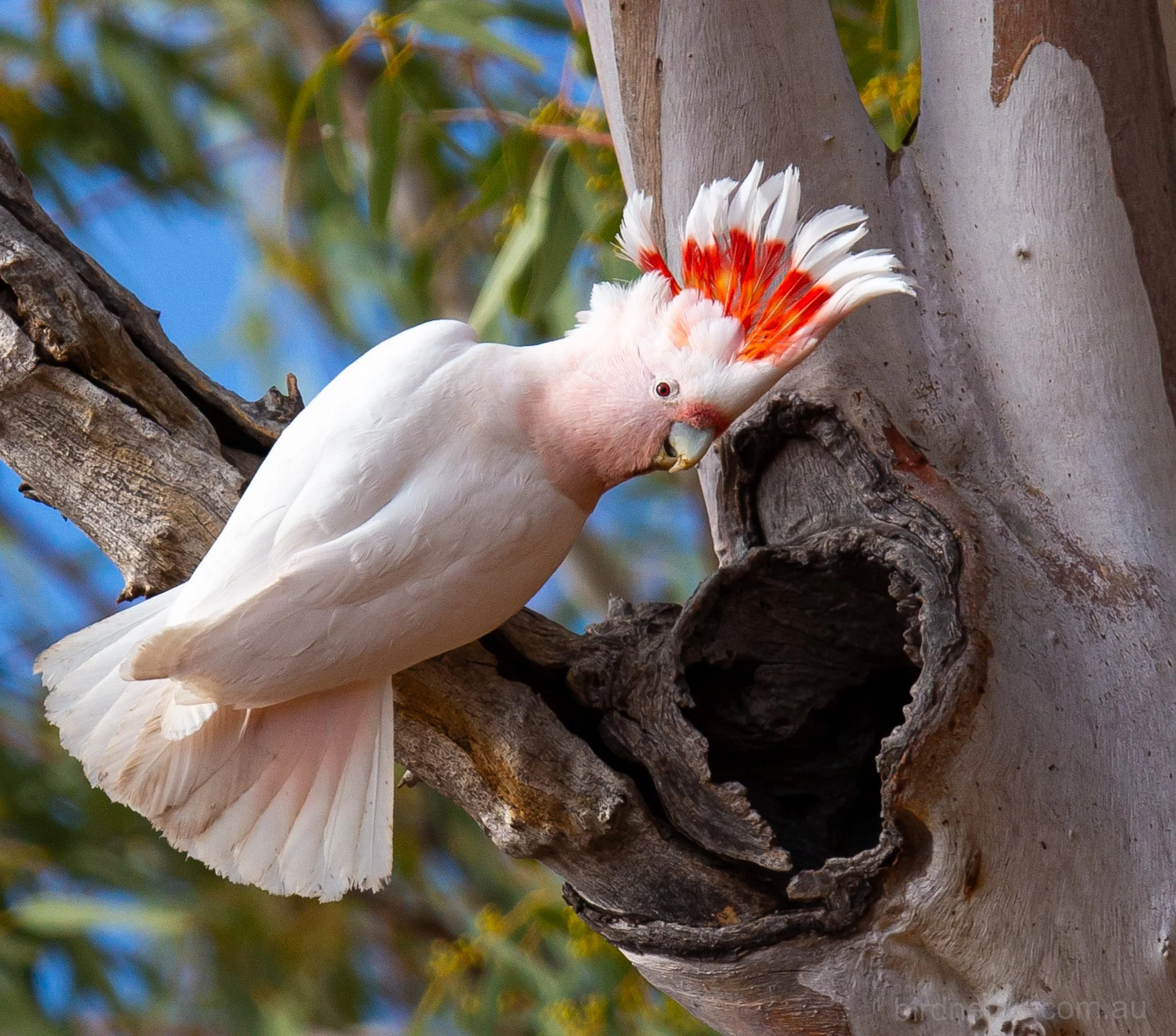 Major Mitchell. Flinders Ranges, SA.