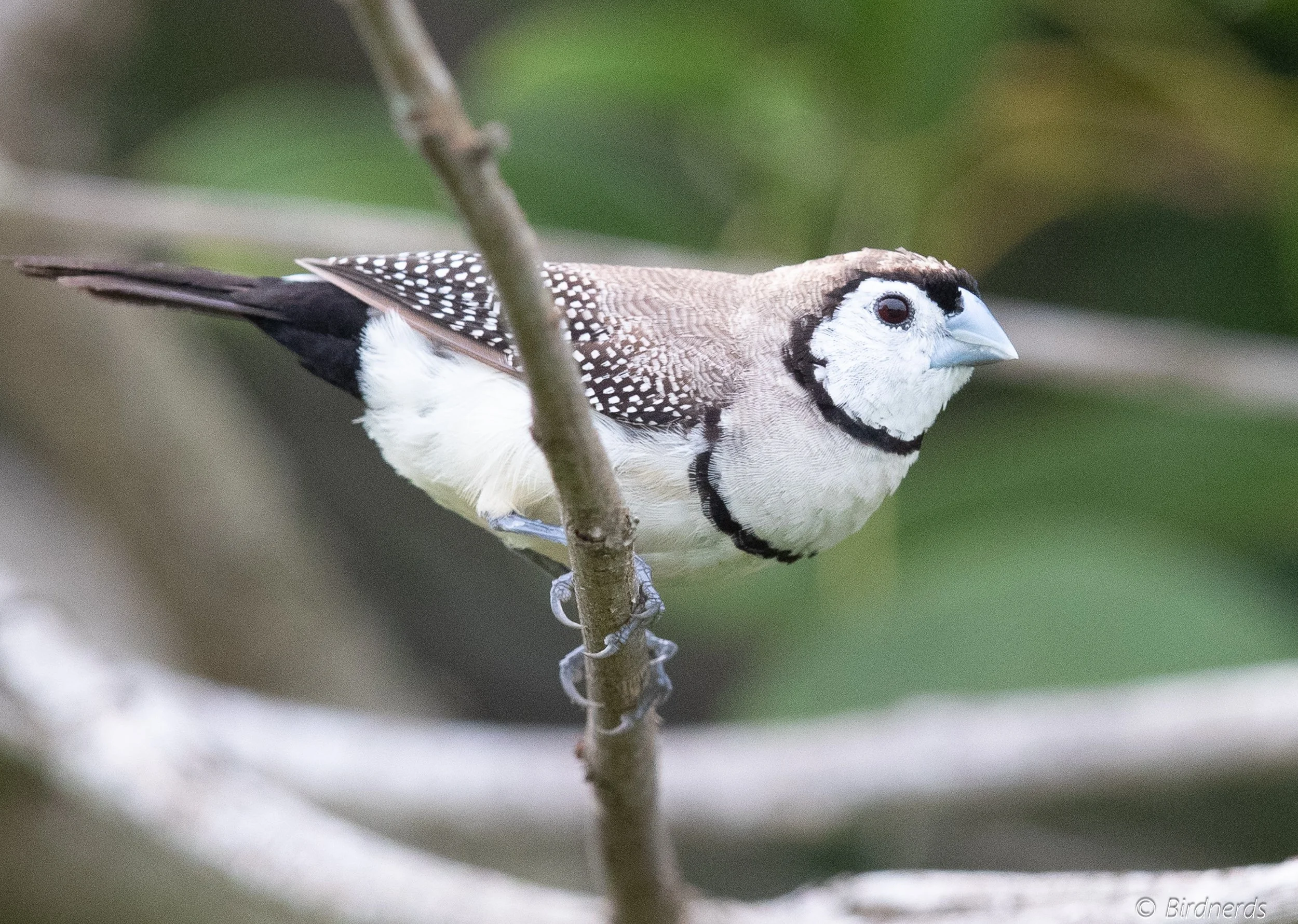 Double-barred Finch, Qld