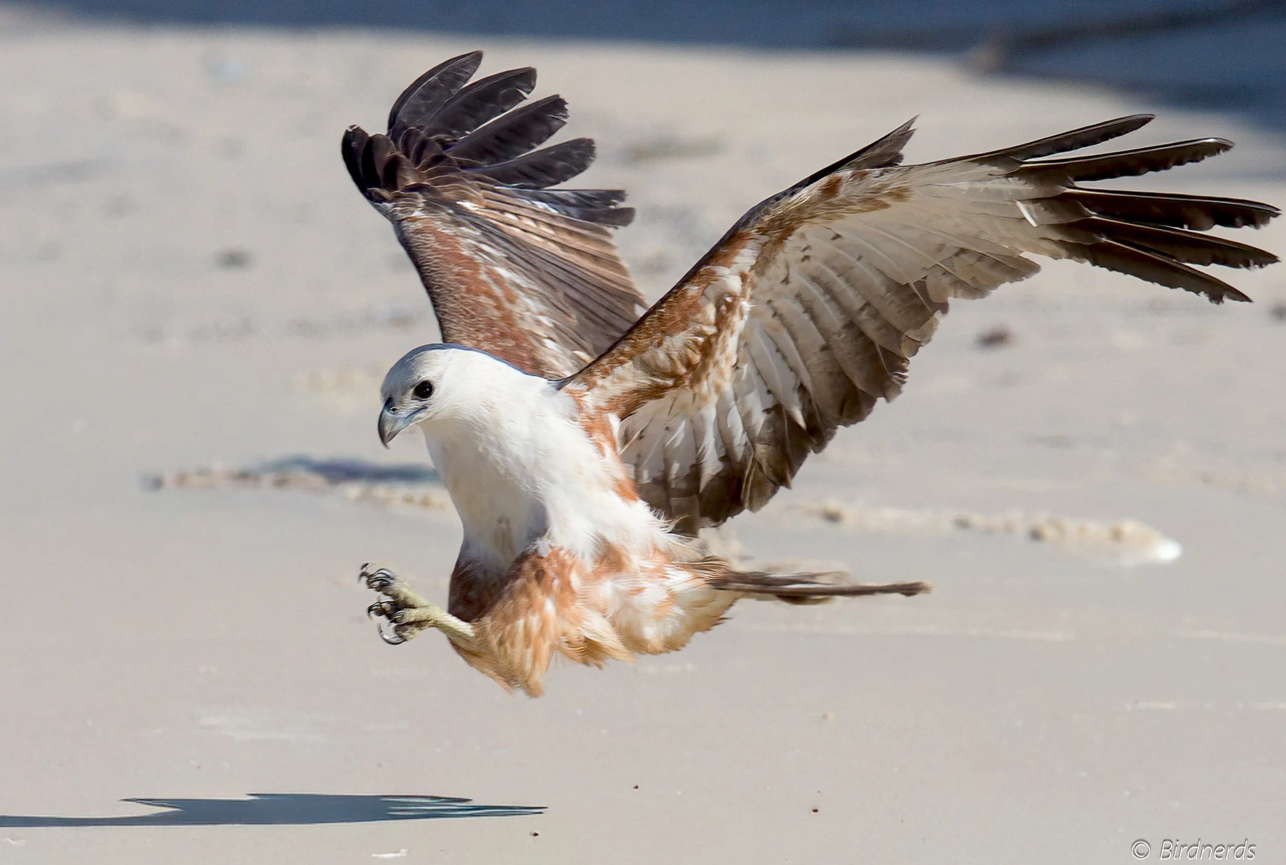 Brahmidy Kite (Jv) Fraser Isl.