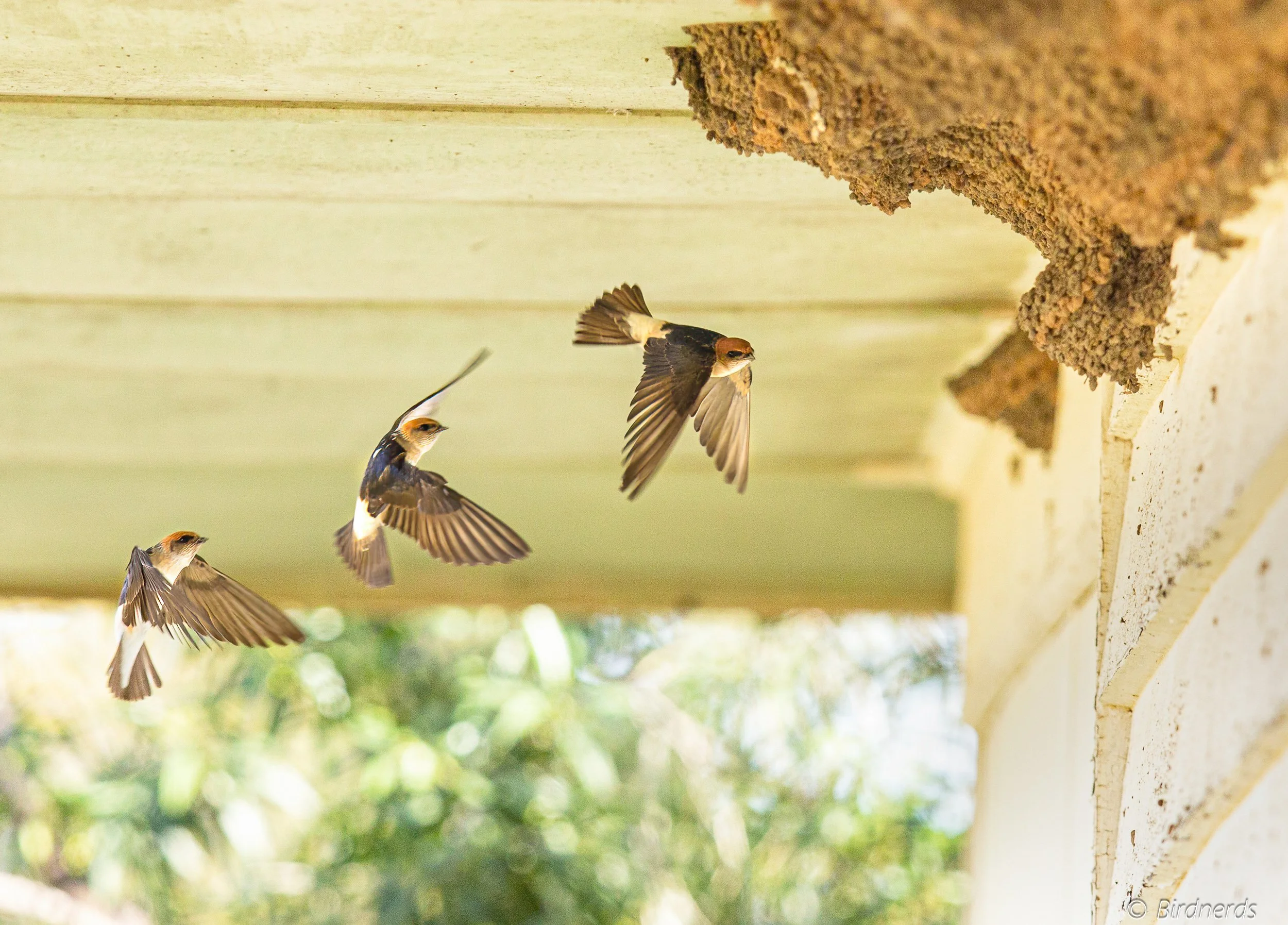 Fairy Martins, Johnstone, Qld