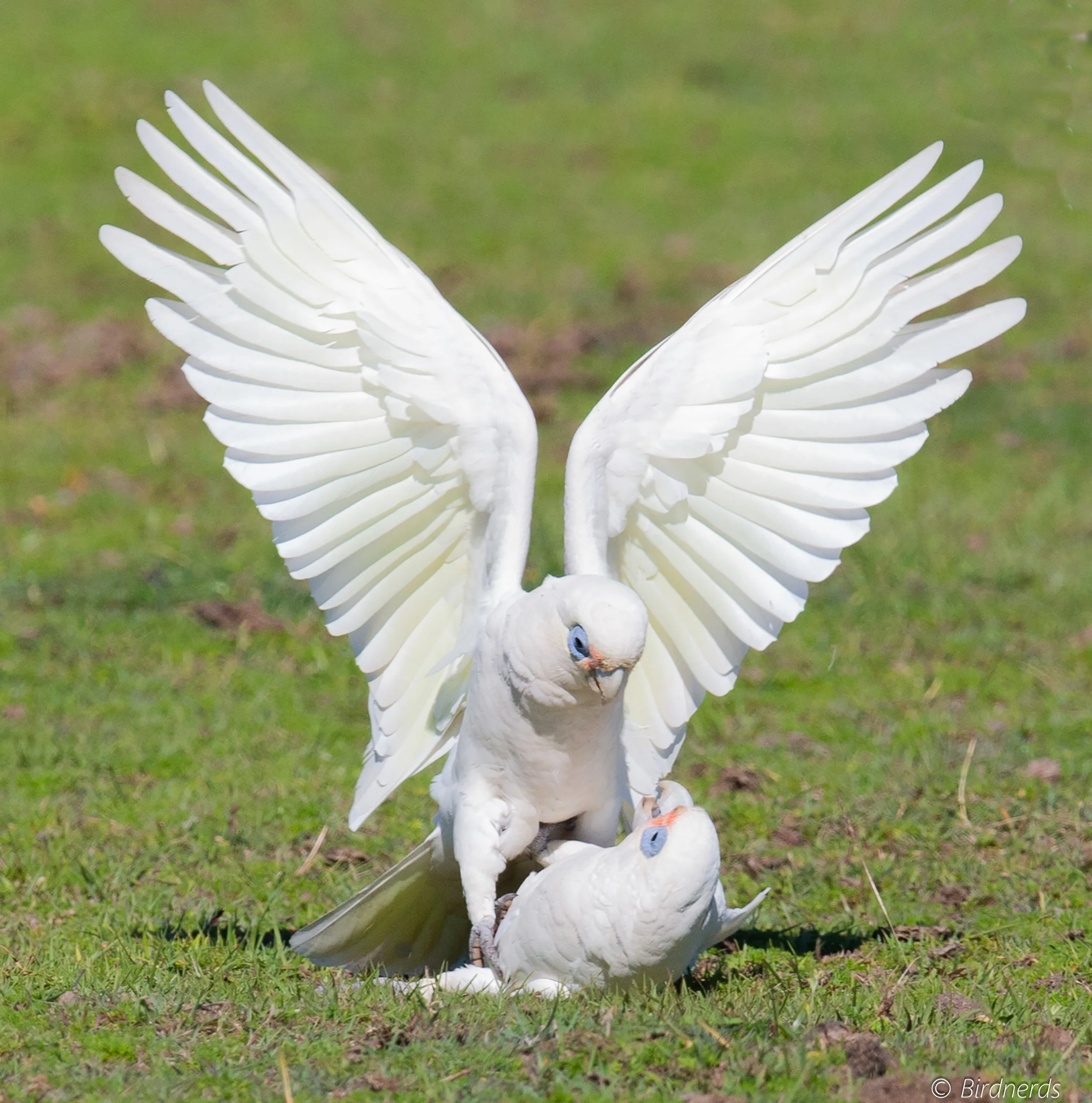 Little Corellas playing. Tygum Lagoon, Qld