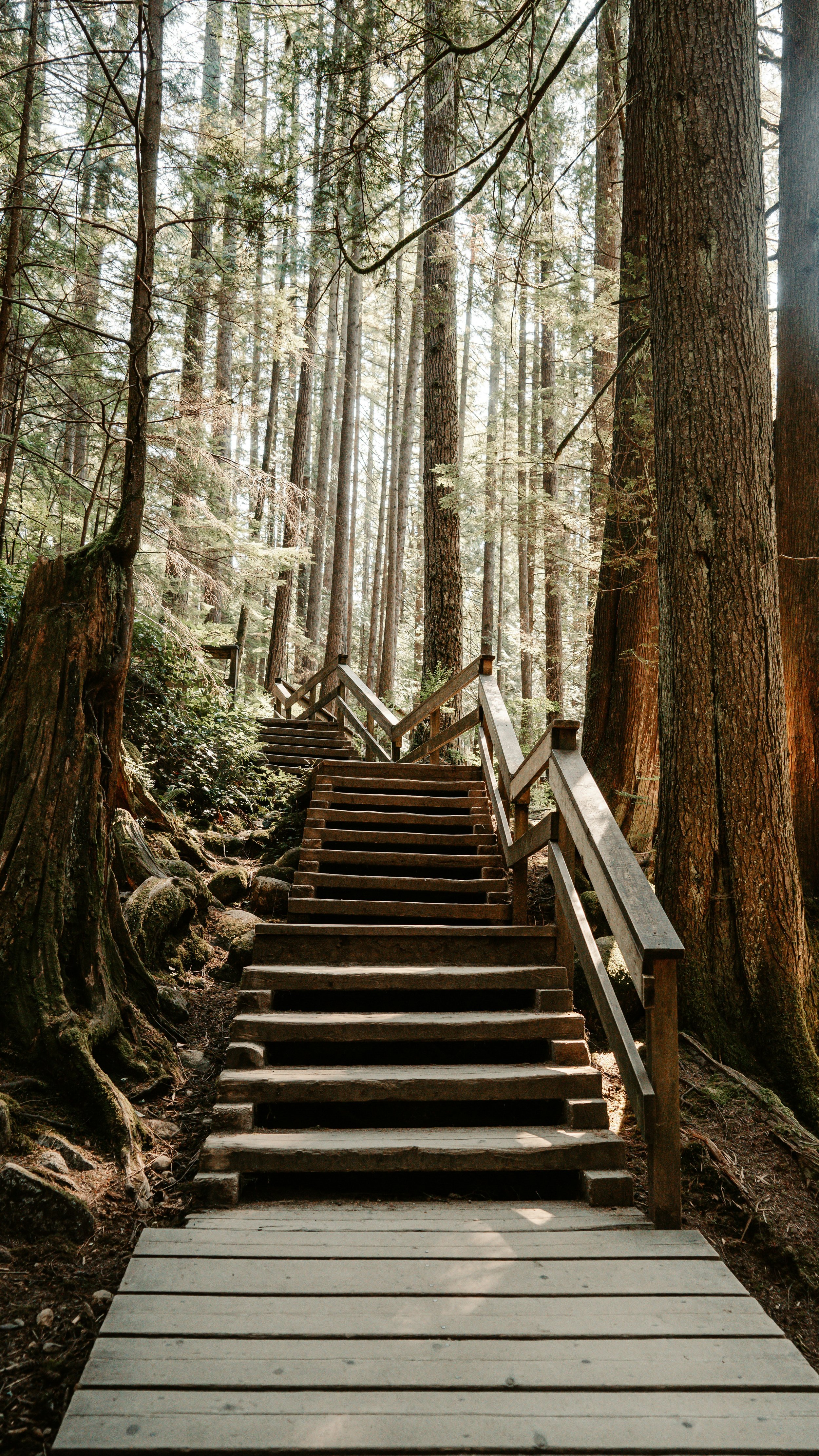 Stairs in the forest on a occupational therapy for trauma walk in William's Lake British Columbia