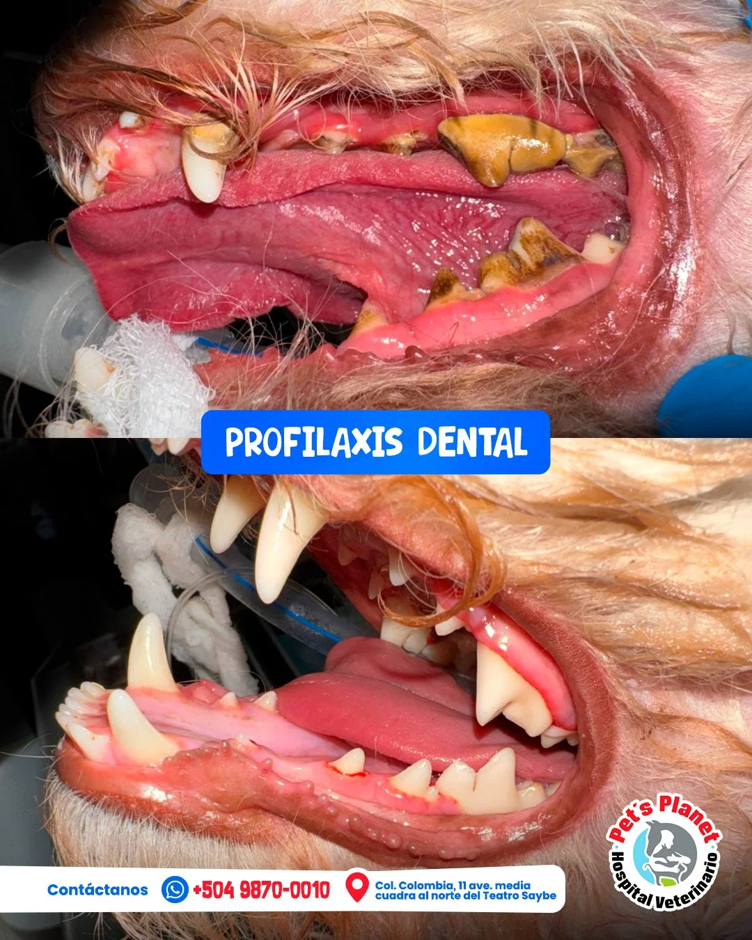 Post 2-profilaxis dental_.jpg