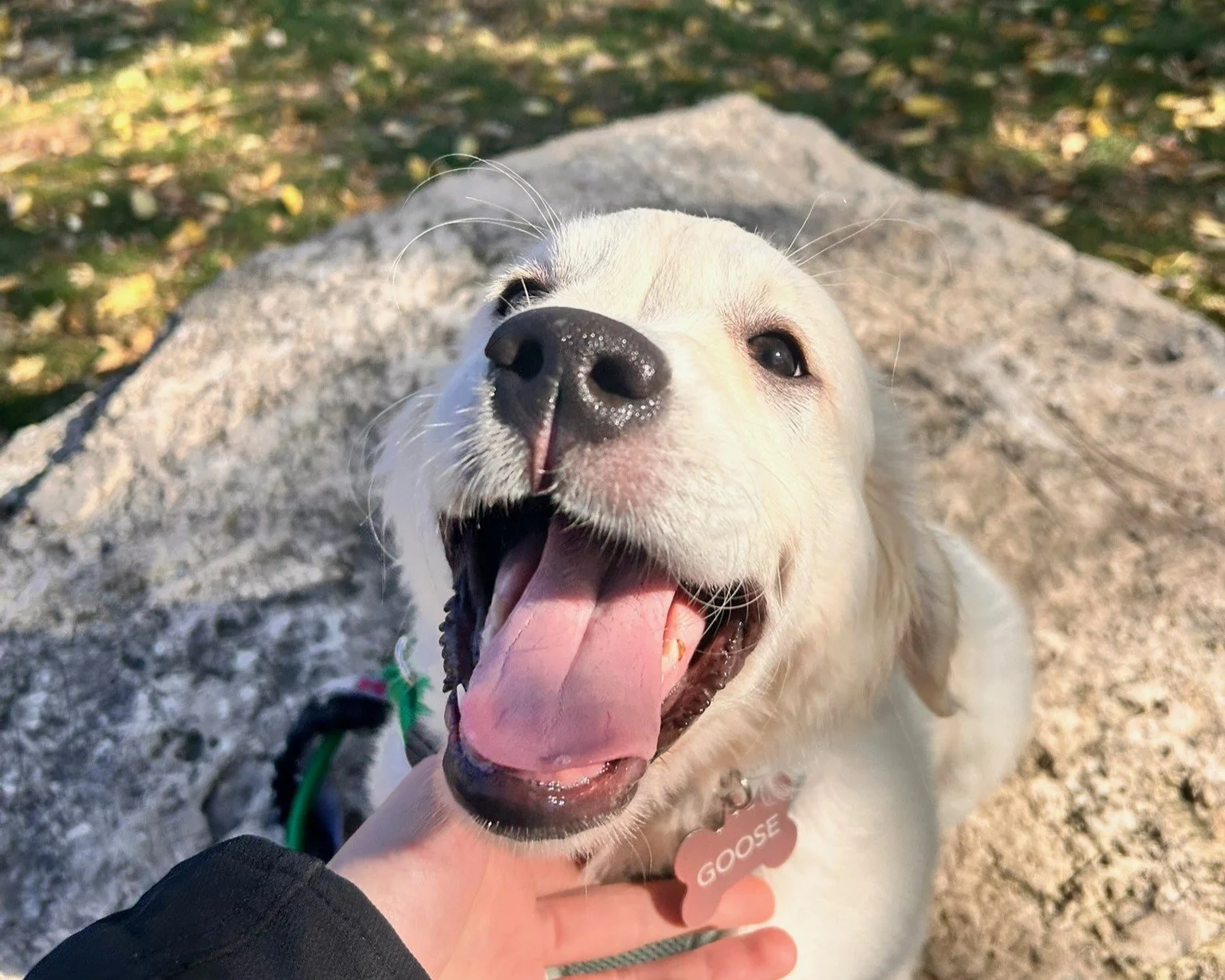 A happy white dog with a pink tongue hanging out, being petted by a person, outdoors on a sunny day with rocks and grass in the background, wearing a pink collar with a bone-shaped tag that says 'GOOSE'.