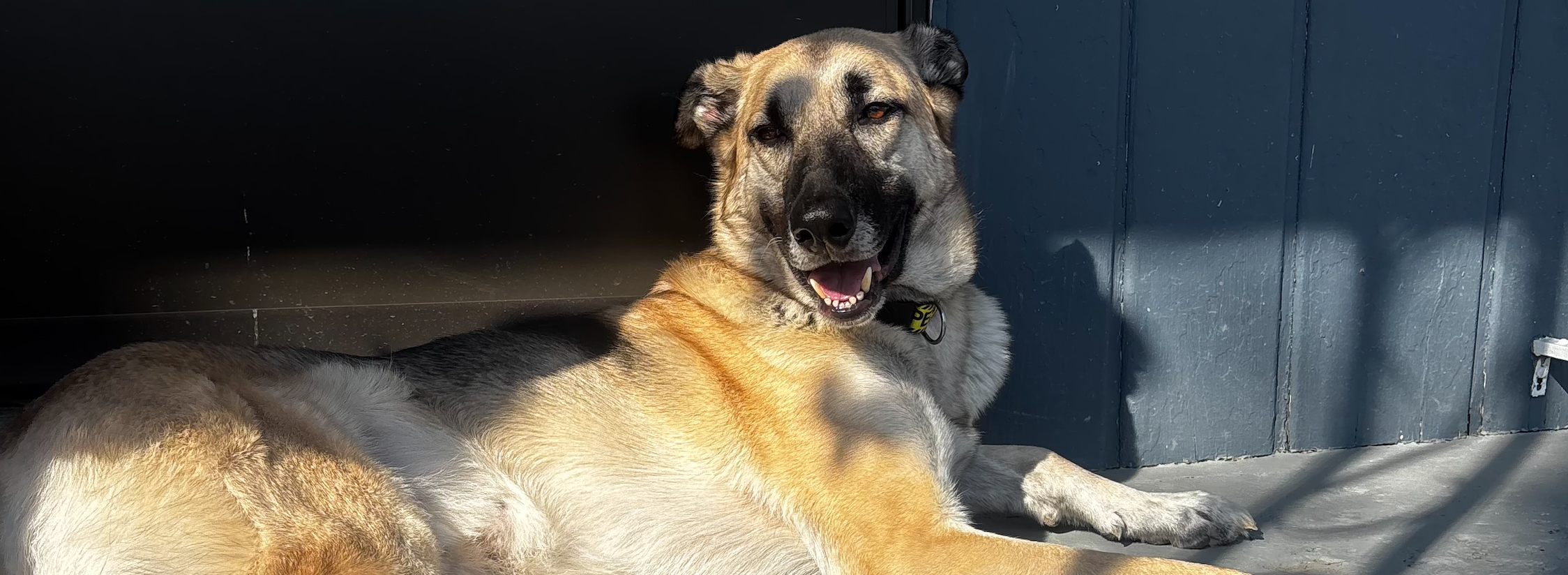 Two dogs lying together in sunlight against a dark wall, one with a light tan coat and the other with a darker coat, looking relaxed and happy.