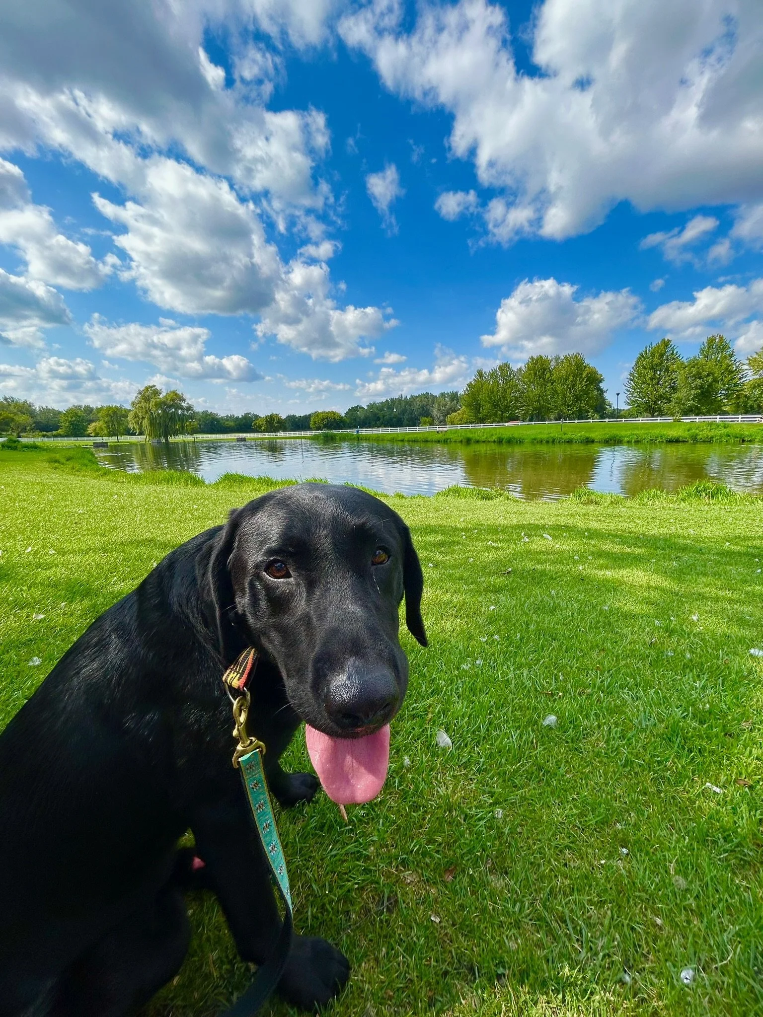 Black dog sitting on green grass near a river under a partly cloudy blue sky.