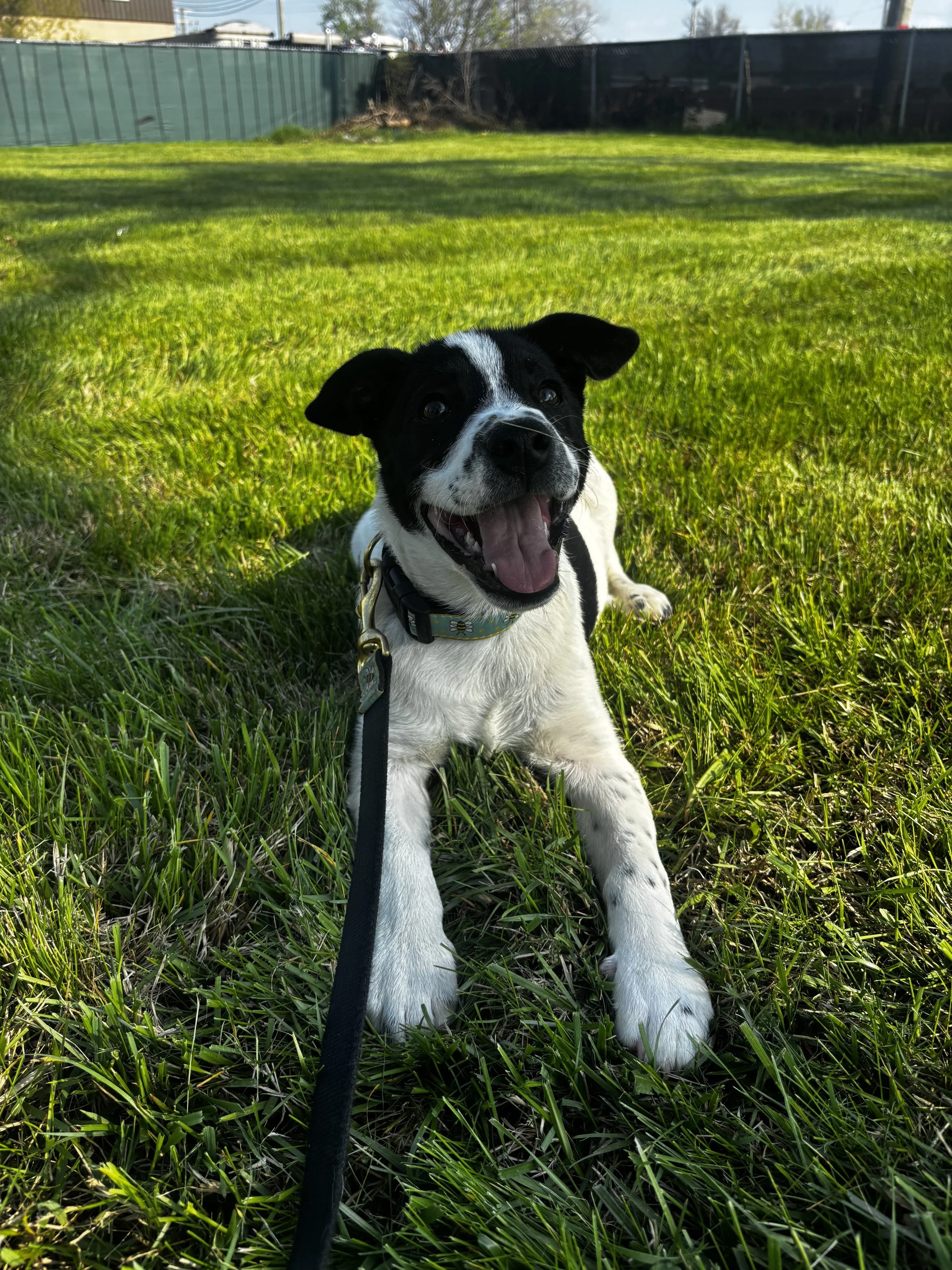 Puppy Obedience