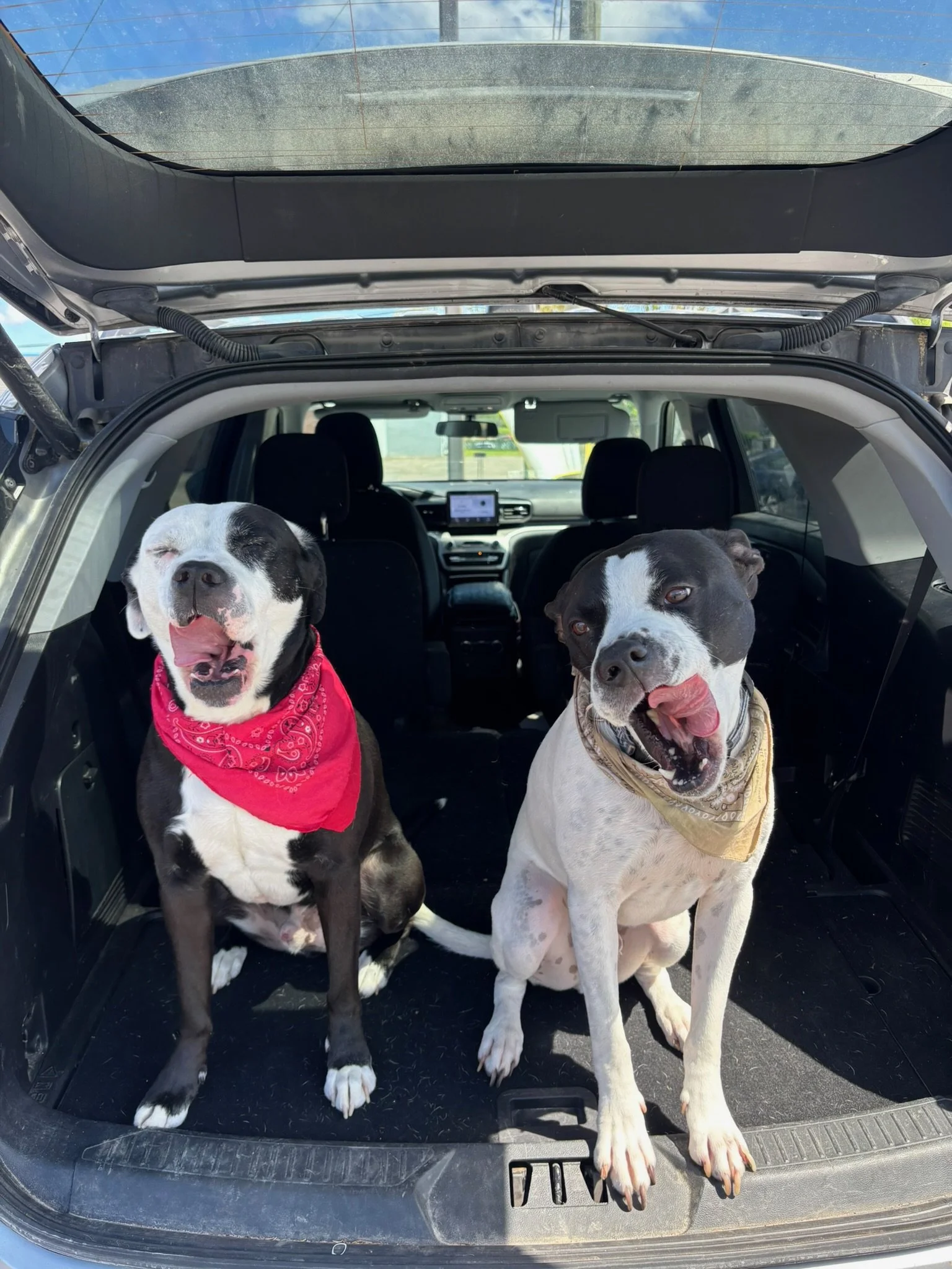 Two dogs with bandanas sitting in the back of an open SUV with a view of the car interior and a sunny outdoor background at dog daycare