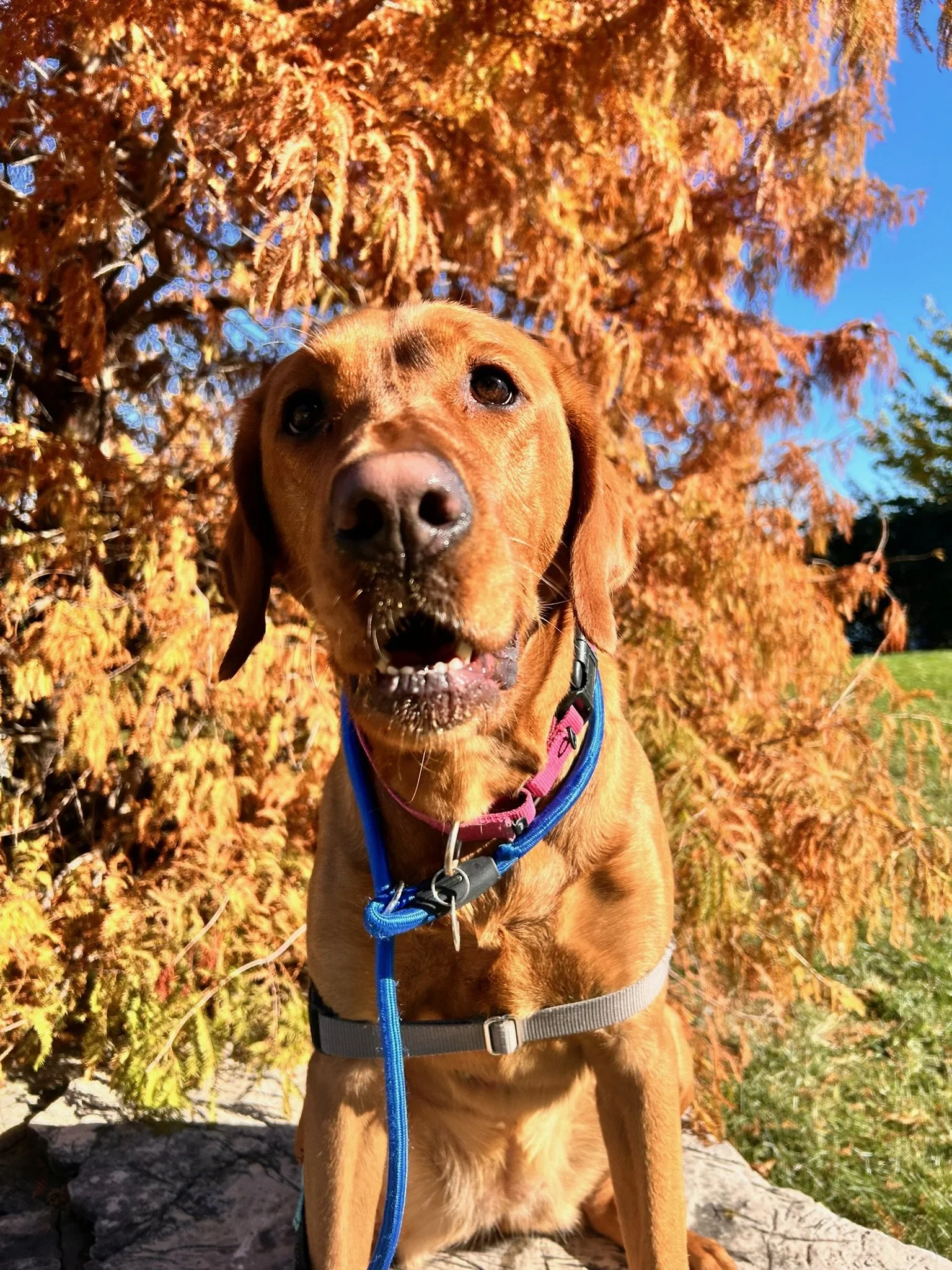 A close-up of a brown dog with a pink collar and blue leash sitting outdoors on a rock, with orange fall foliage and a blue sky in the background.
