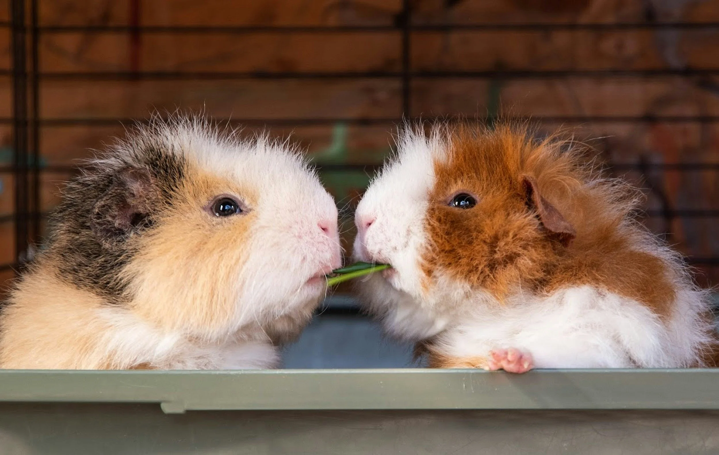 Two guinea pigs touching noses, one with a patchy fur pattern and the other with a mane of fluffy reddish fur, inside a cage with a wooden background.