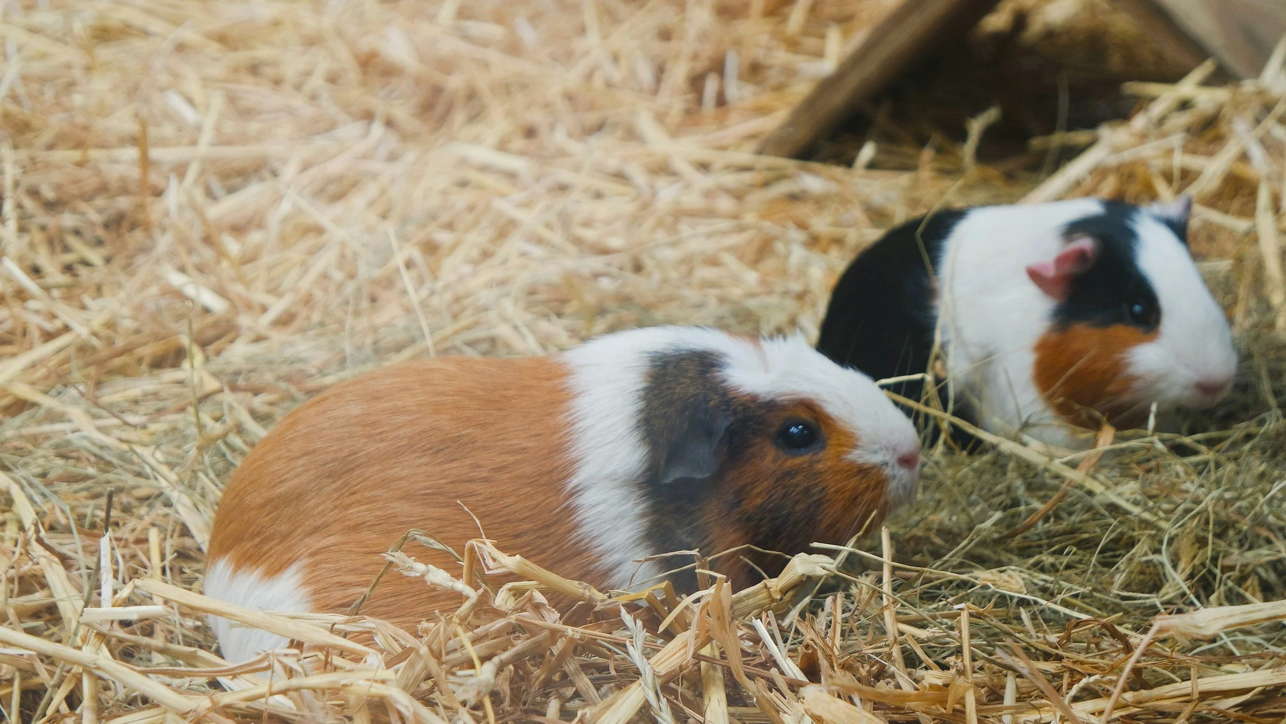 Why Rabbits and Guinea Pigs Are Fibrevores, Not Just Herbivores